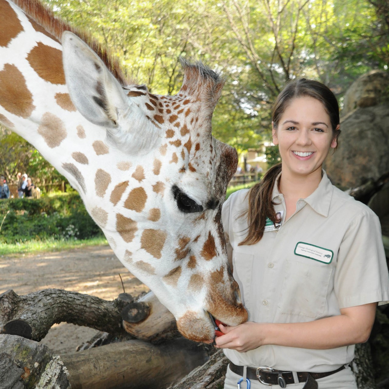 Chicago’s Brookfield Zoo hosts “Bringing The Zoo To You” live chats on its Facebook page every weekday at noon.