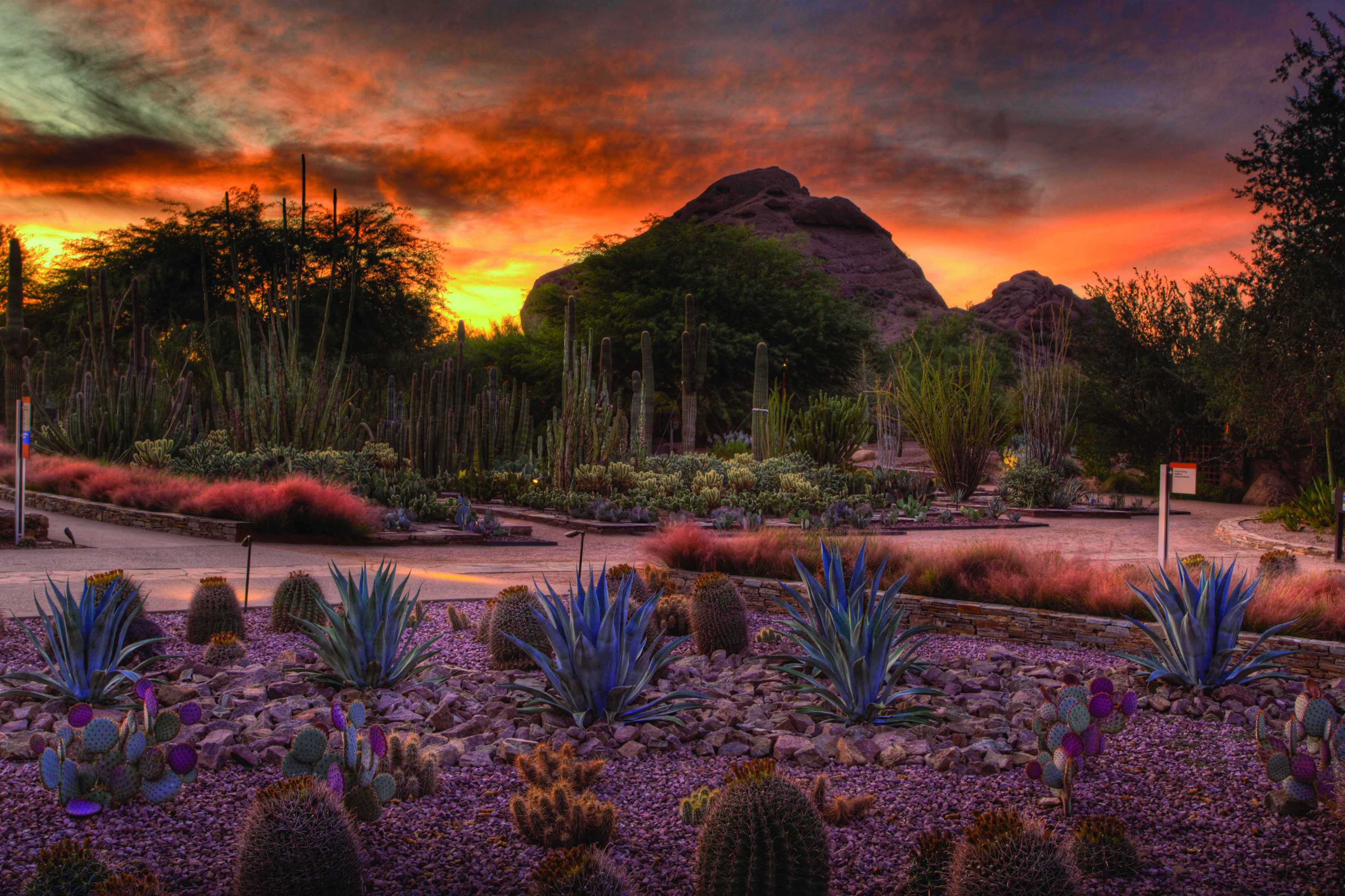 Desert Botanical Garden has breathtaking views.