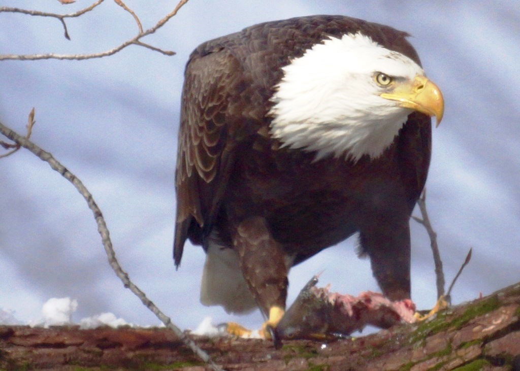 Sherry Leffert of Cambridge got this close-up of an eagle feeding on fish caught in the Mystic Lakes.