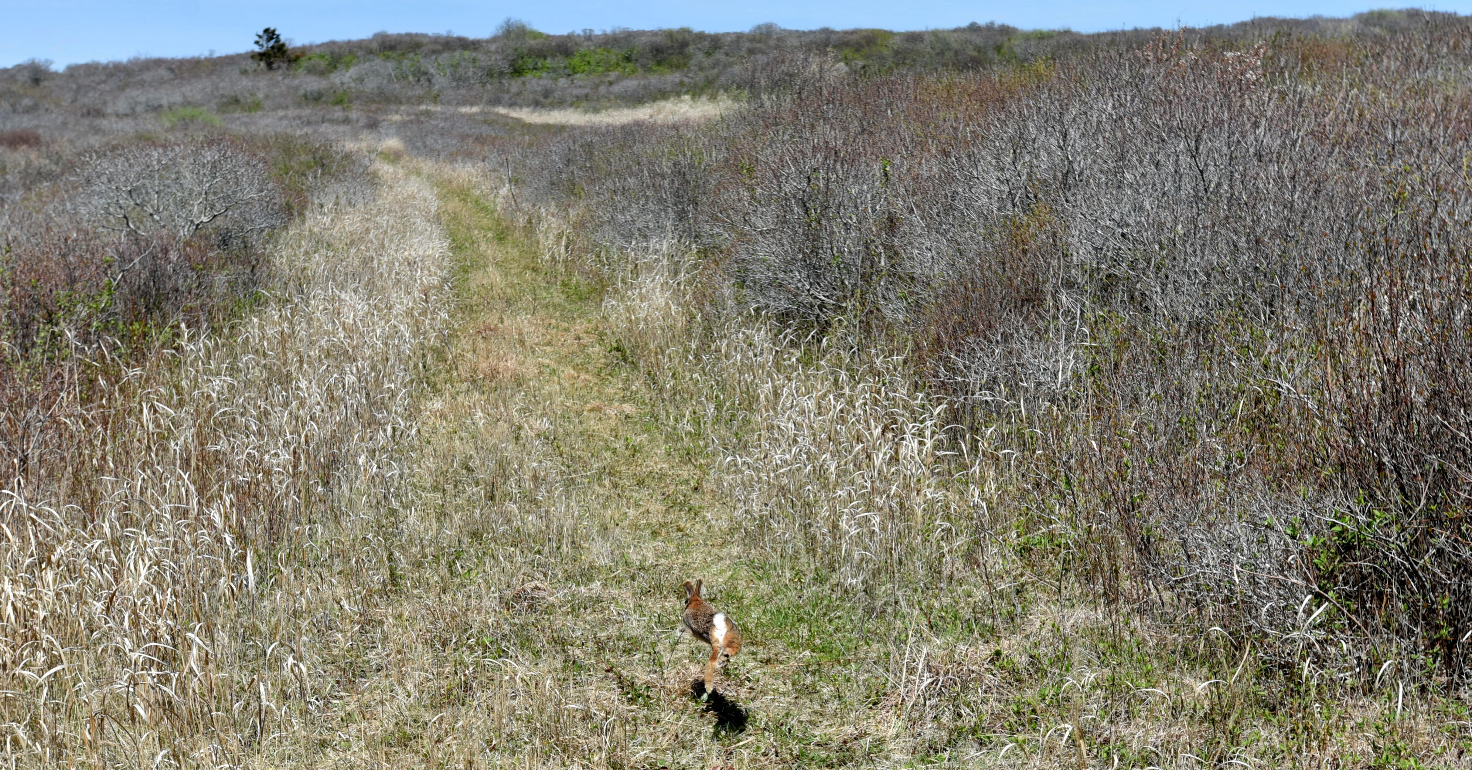 A newly released rabbit hopped off down the trail.