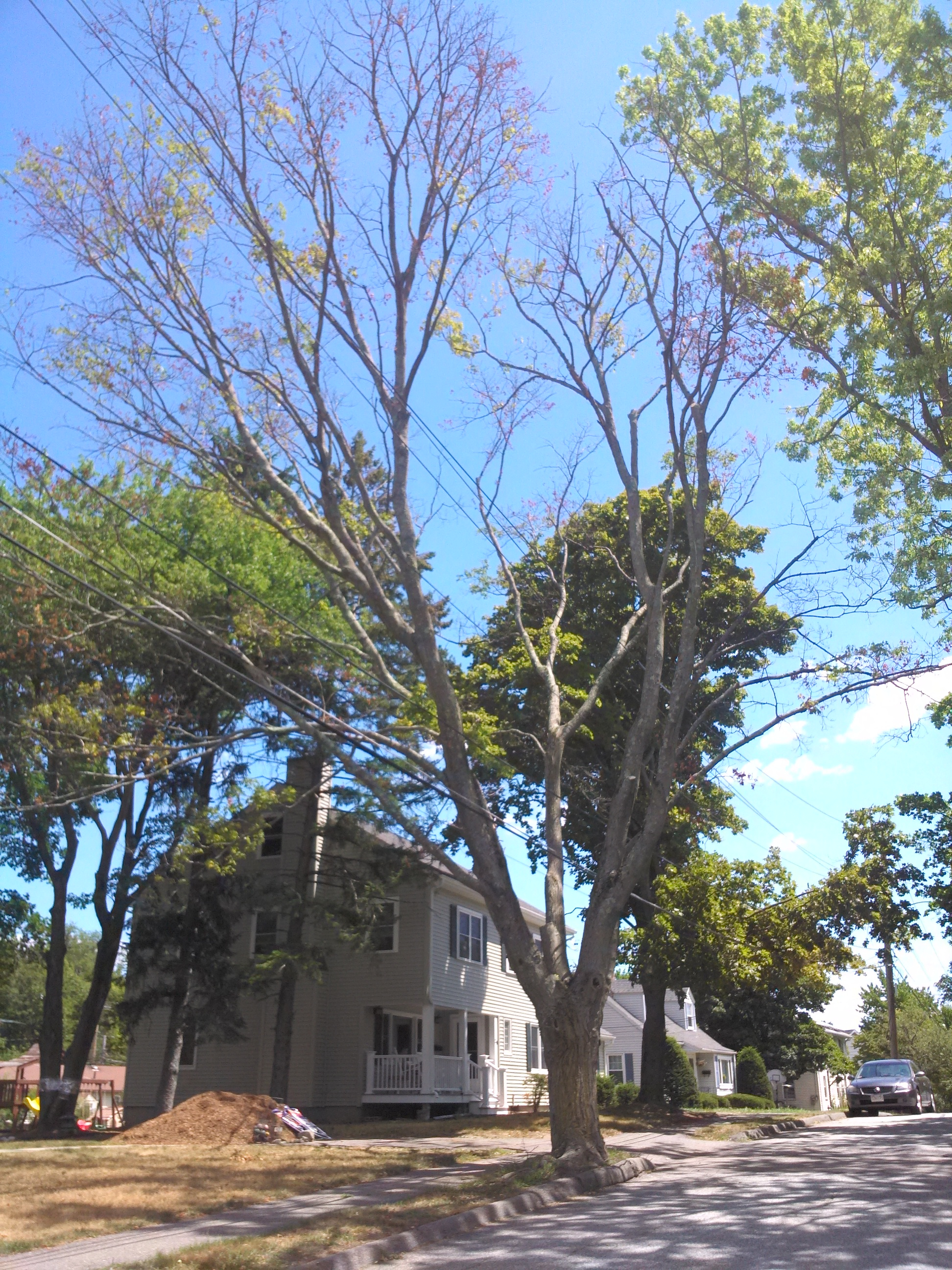 Among the city-owned trees that have died in Waltham is this 80-year-old sugar maple.