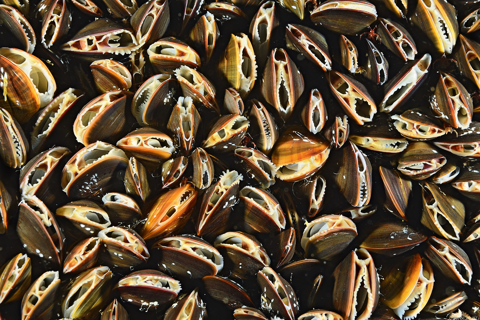 Marine life on Cashes Ledge, such as mollusks (above) and red cod, has been protected for the past 12 years because fishing is not allowed there. The New England Fishery Management Council is considering reopening the area, which fishermen would welcome but environmental activists oppose.