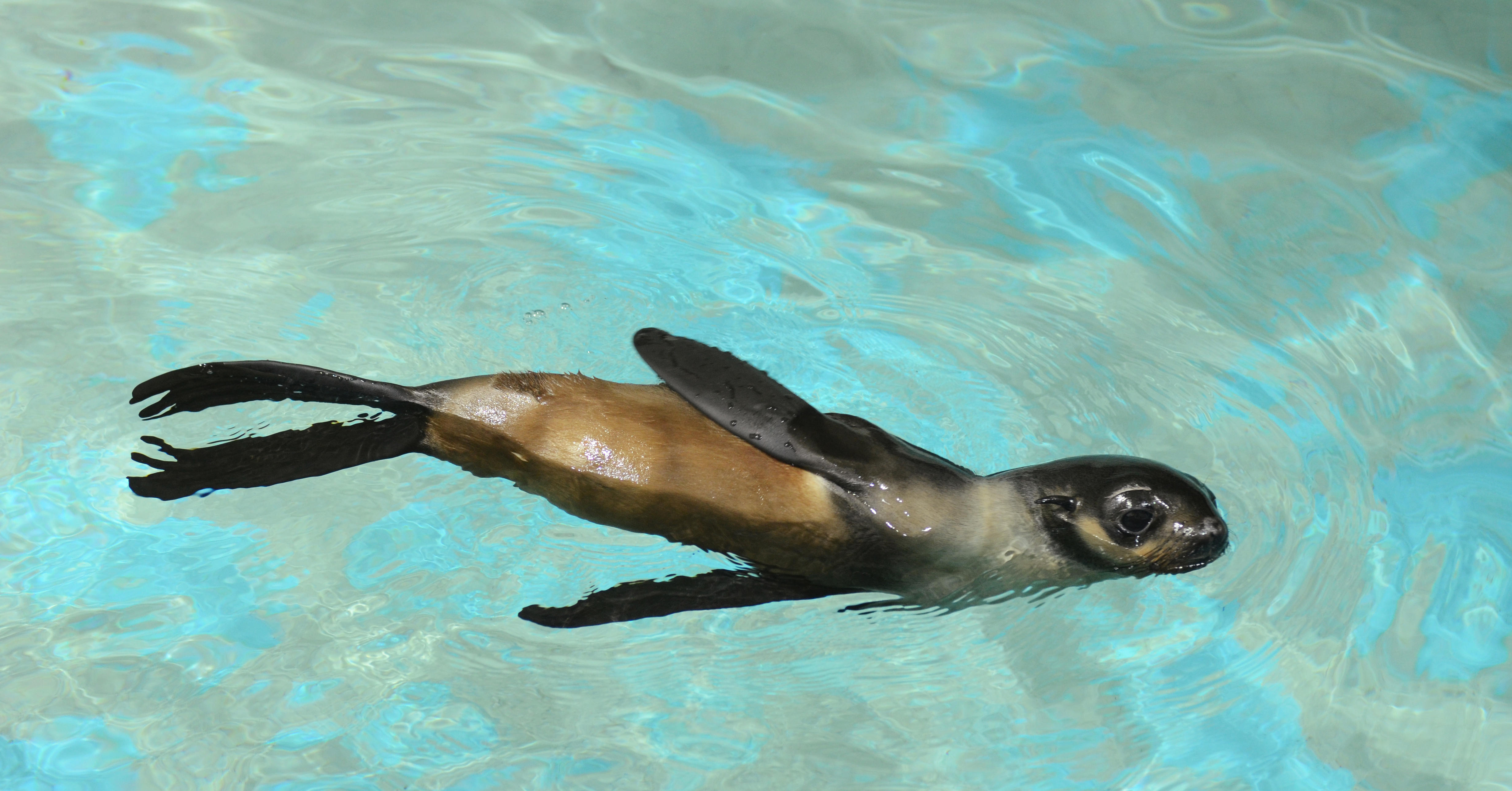The pup was found motherless, underweight, and dehydrated in Alaska, the aquarium said.