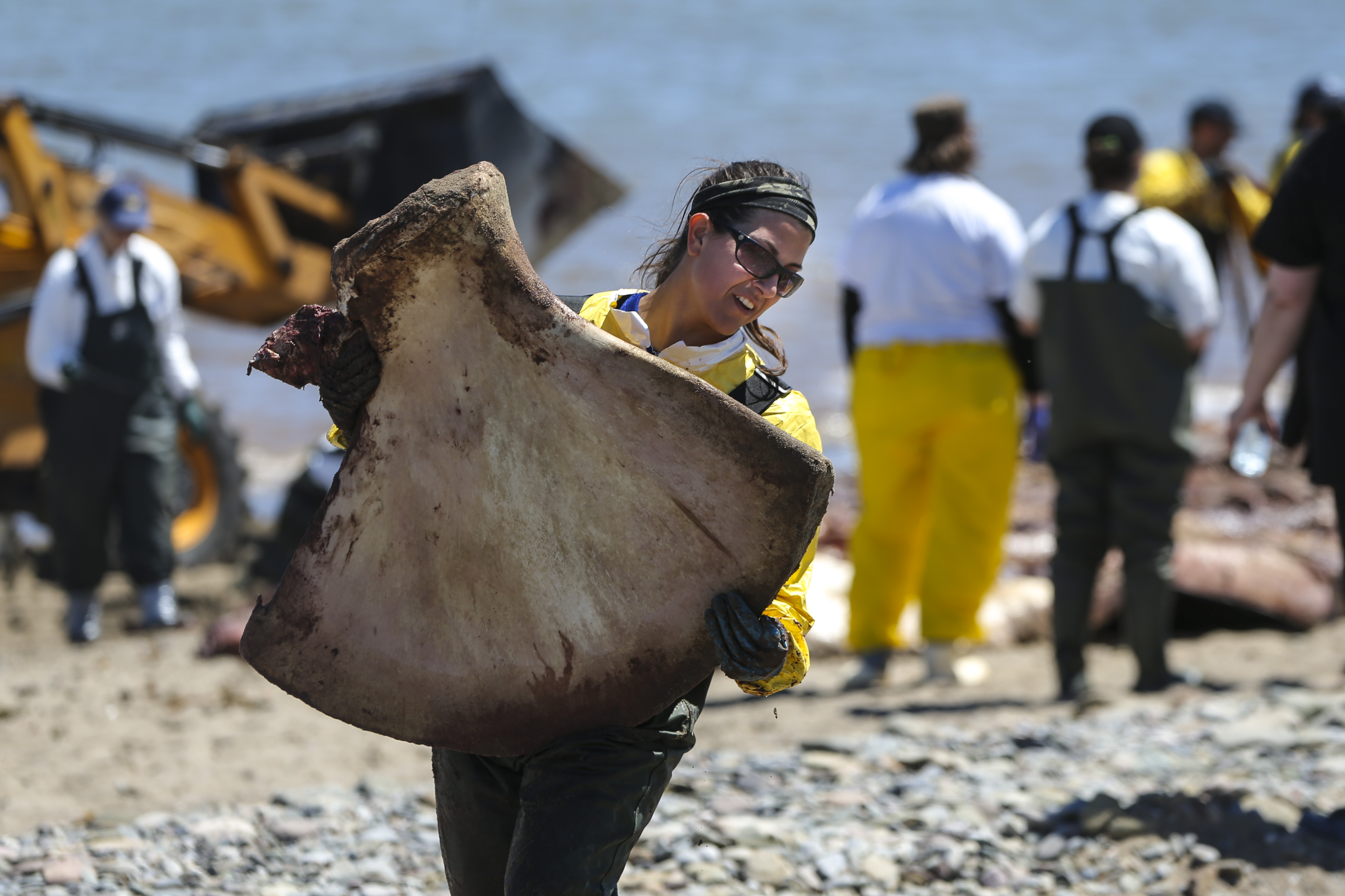 A scientist carried away the right whale’s shoulder blade during the necropsy.