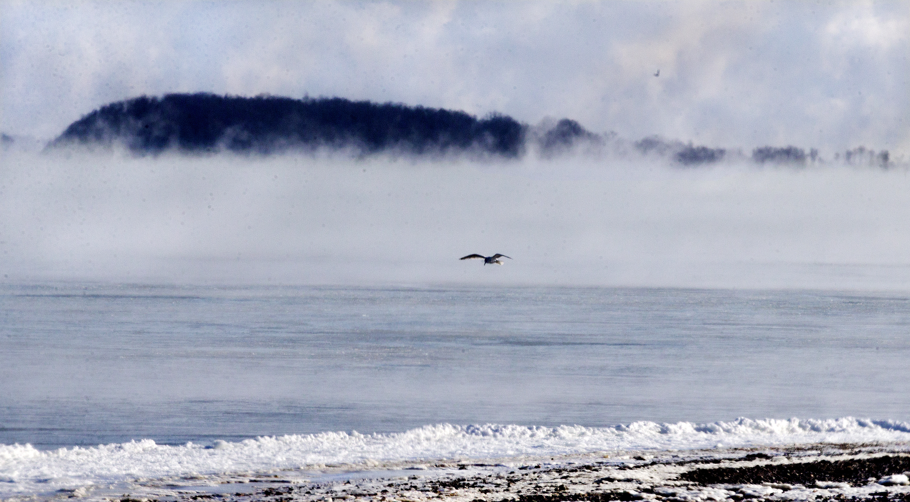 A sea gull was the only sign of life at Wollaston Beach early Sunday morning.
