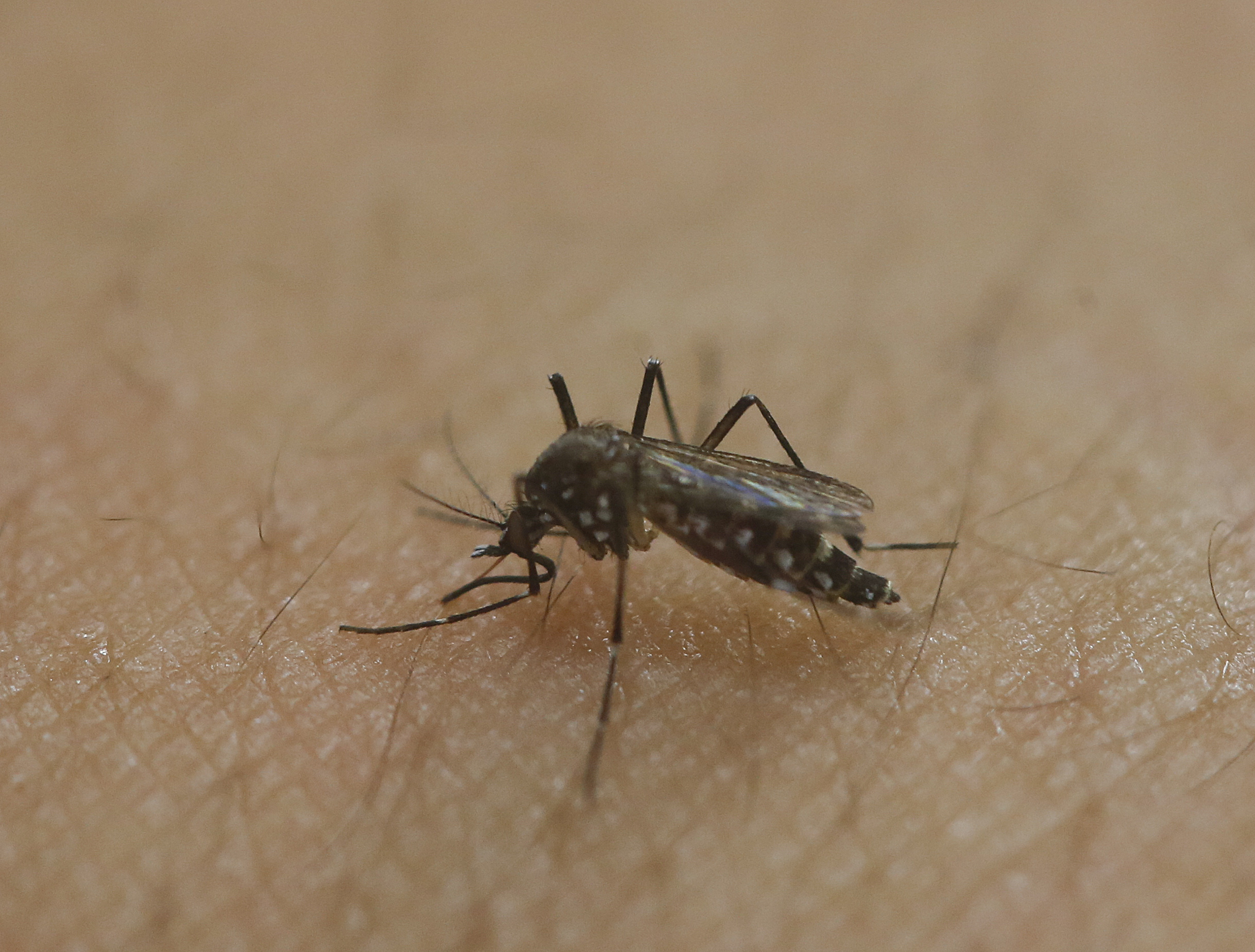 The Aedes aegypti mosquito is a vector for transmitting the Zika virus.