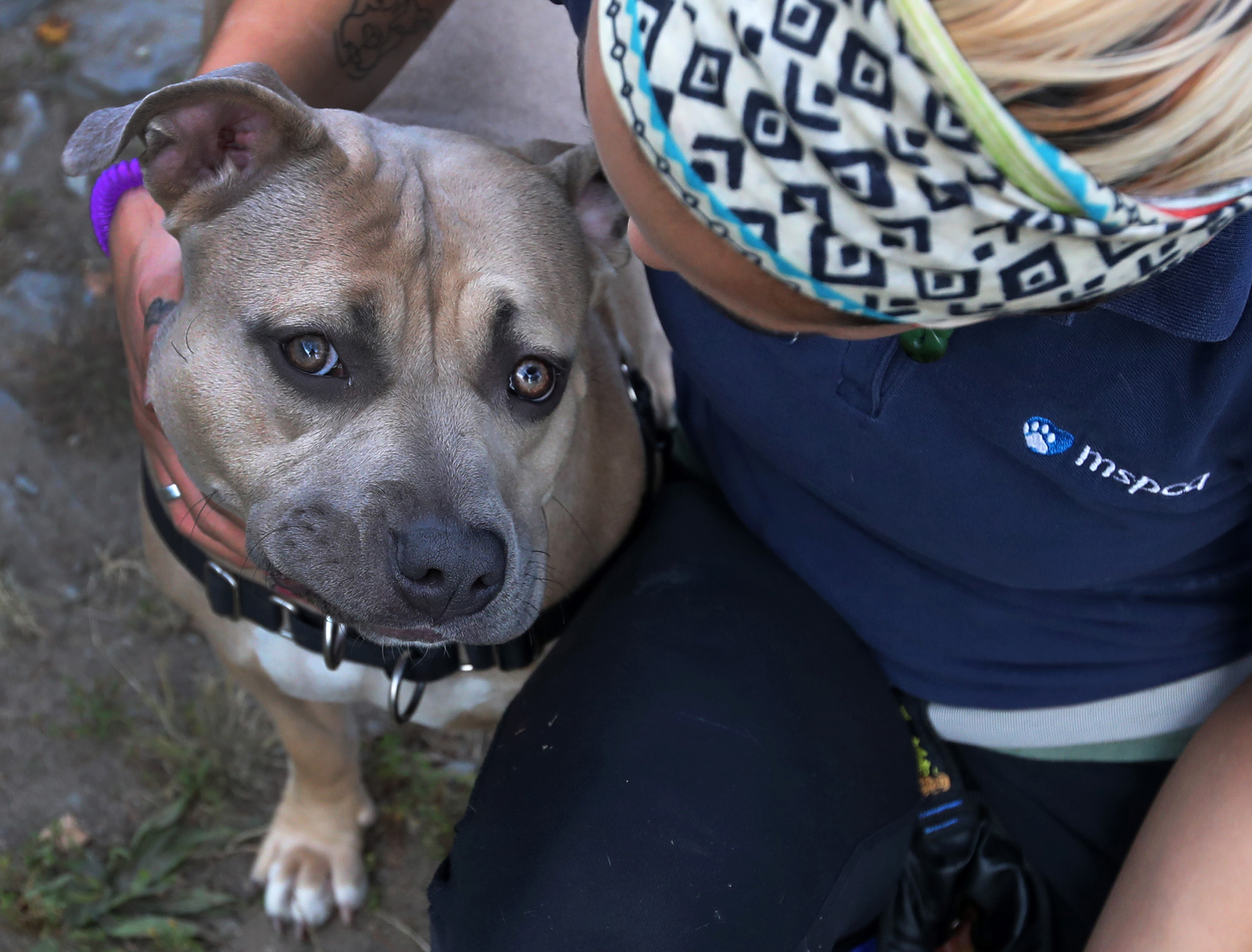 Julia Doane, with the MSPCA in Methuen, worked with a 2-year-old female pit bull named Sammi.