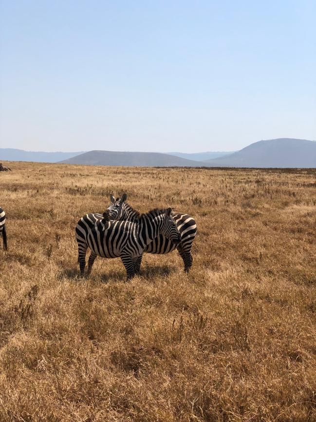 Animals in the Serengeti National Park in Tanzania.