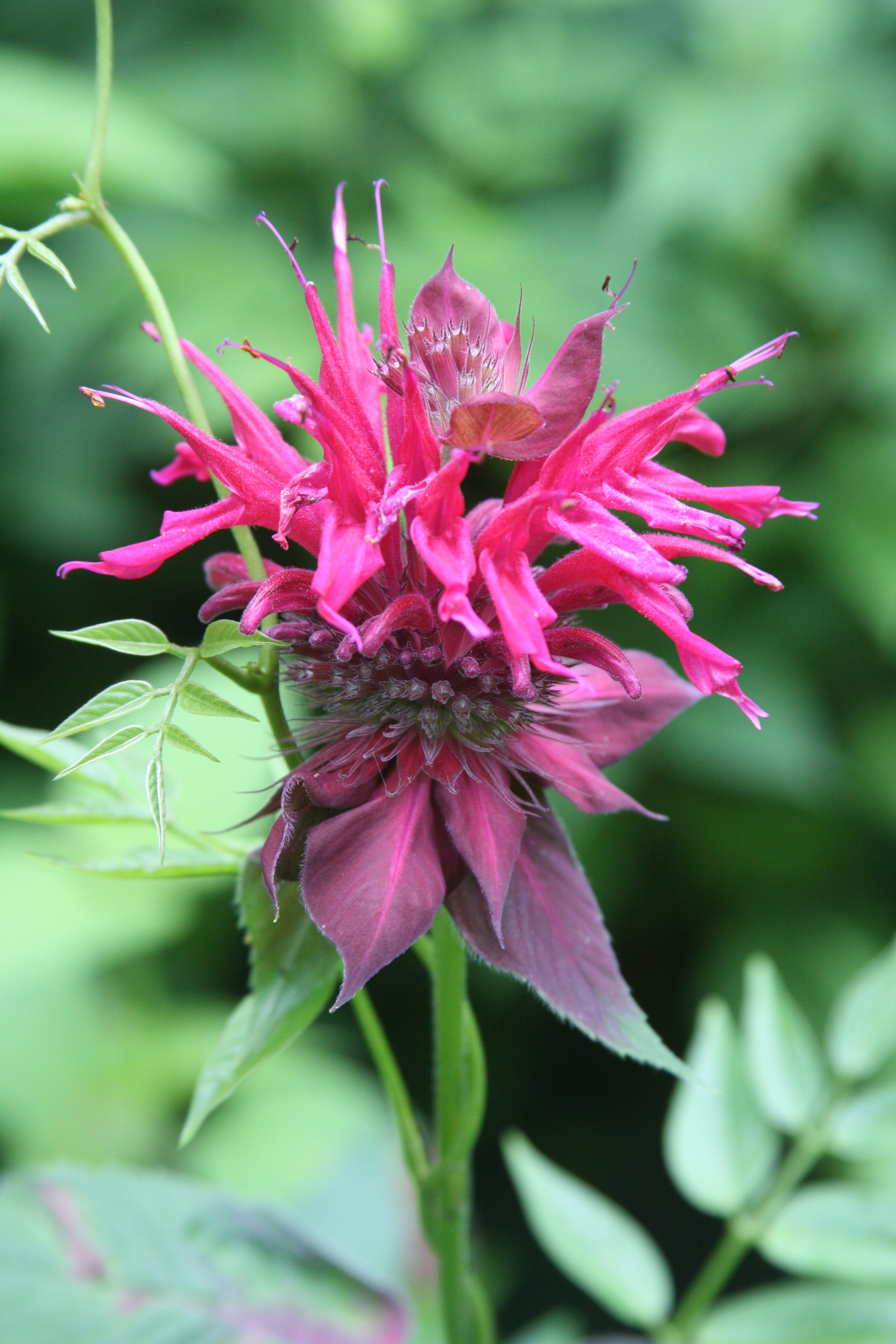 Monarda didyma is also known as “beebalm.”