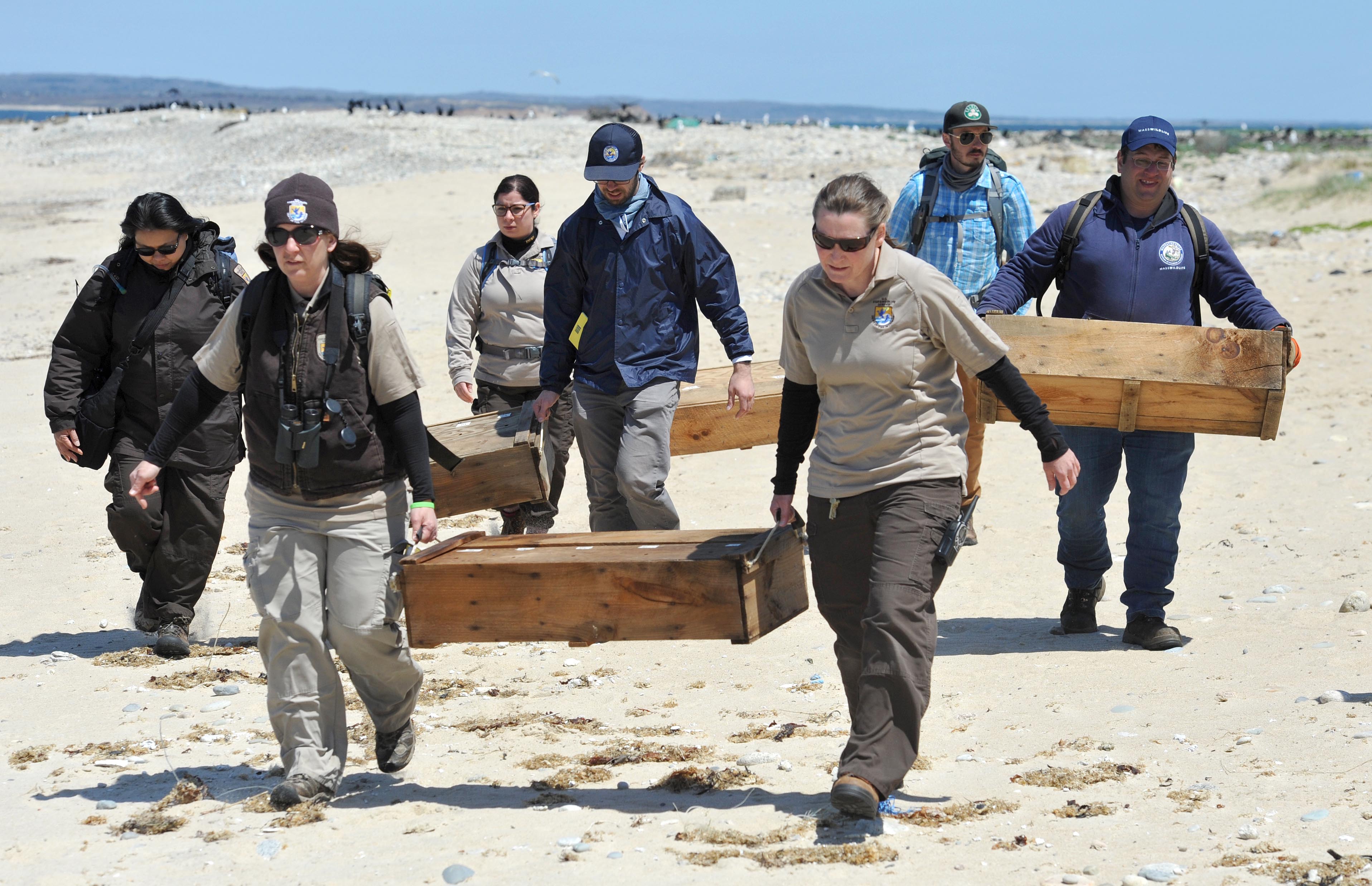 Boxes of rabbits are carried up the beach.
