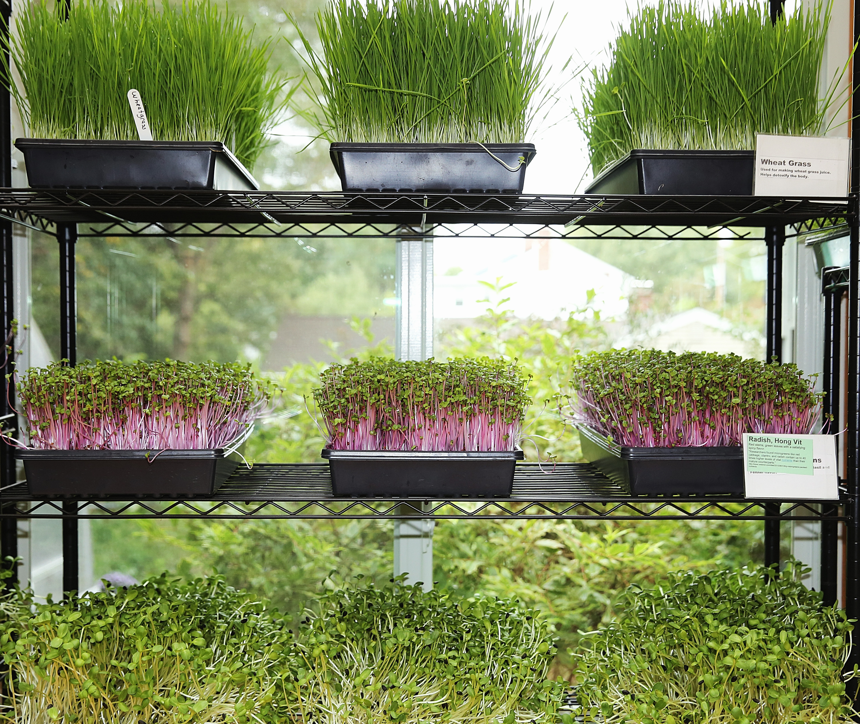 Trays of wheat grass, Hong Vit radishes, and sunflower sprouts in Tim Smith and Lisa Evans’s Roslindale greenhouse.