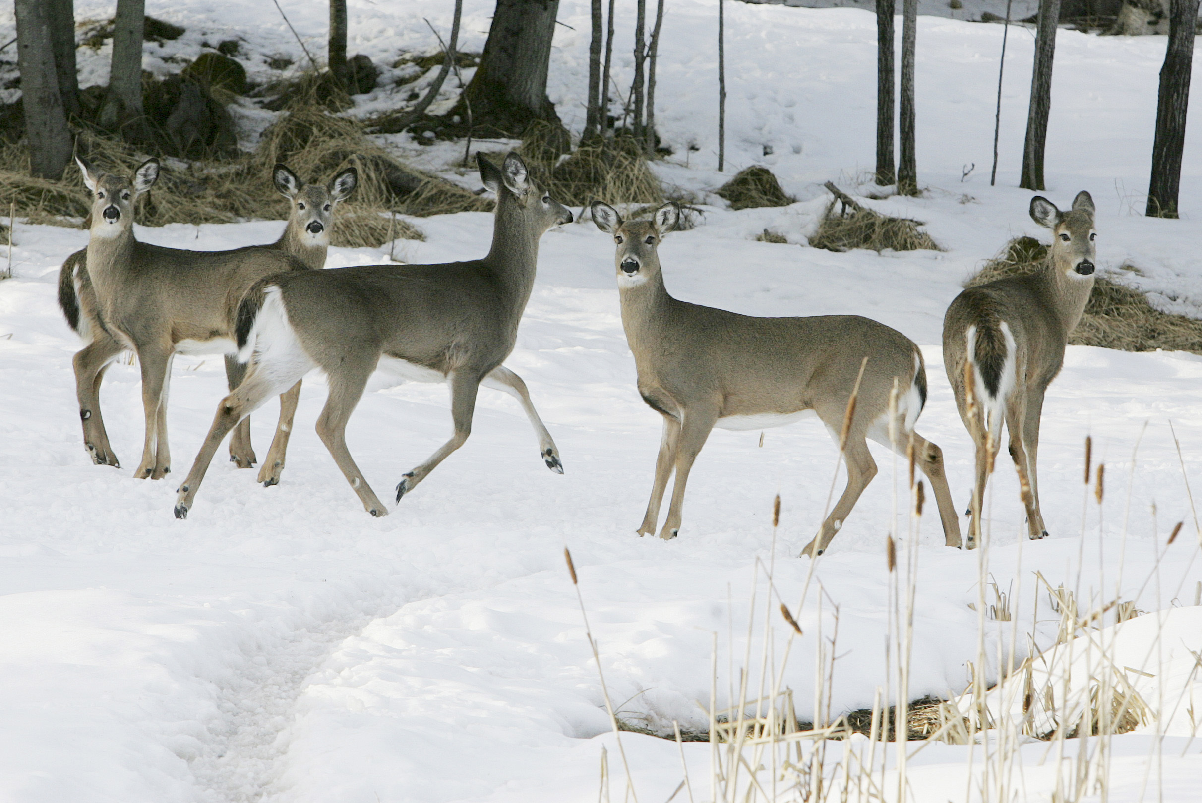 An 18-fold rise in the deer population has “set the table” for predators.
