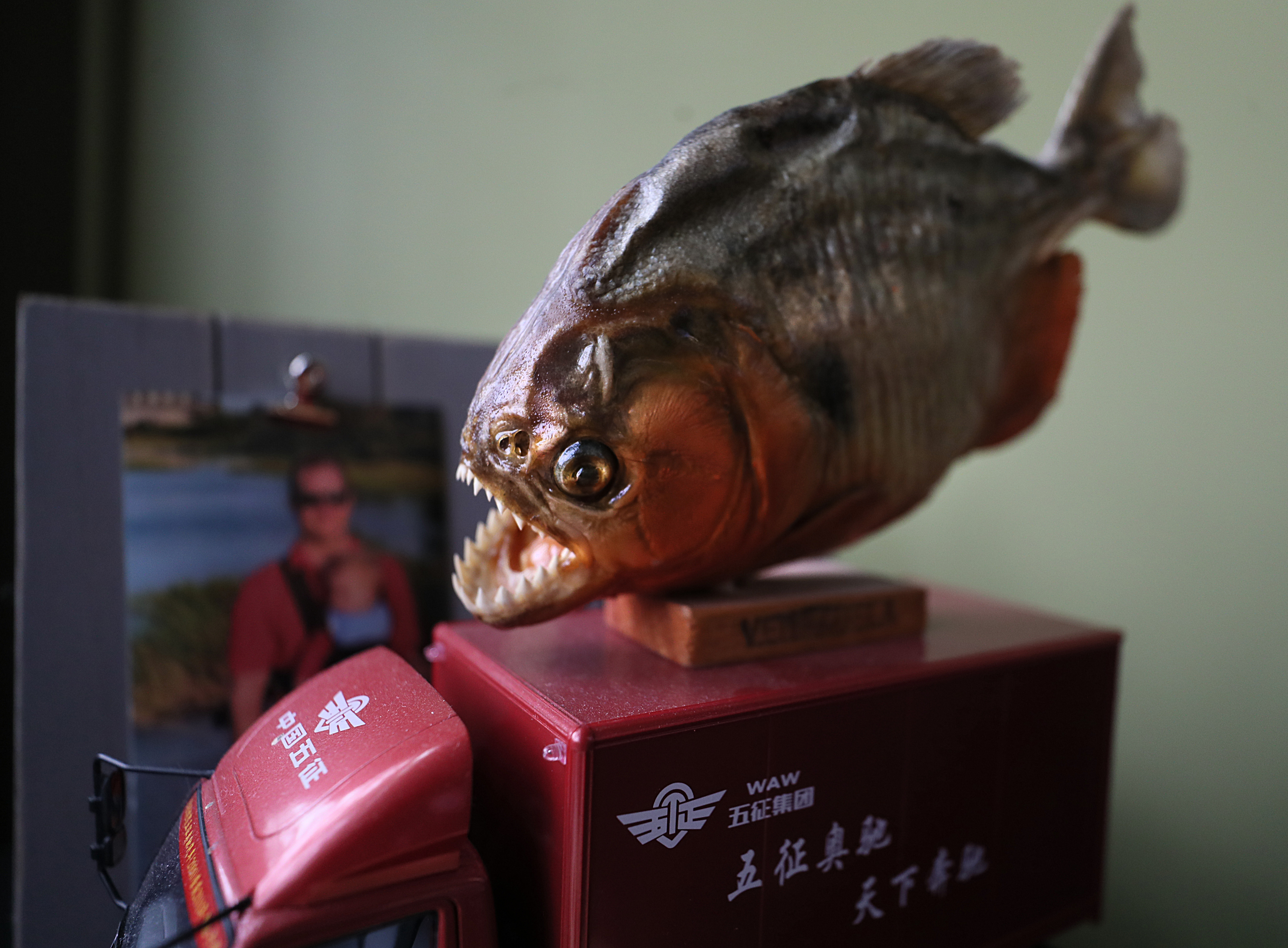 Desk trinkets include a model of a piranha from a trip to Venezuela earlier in Hynes’s career.