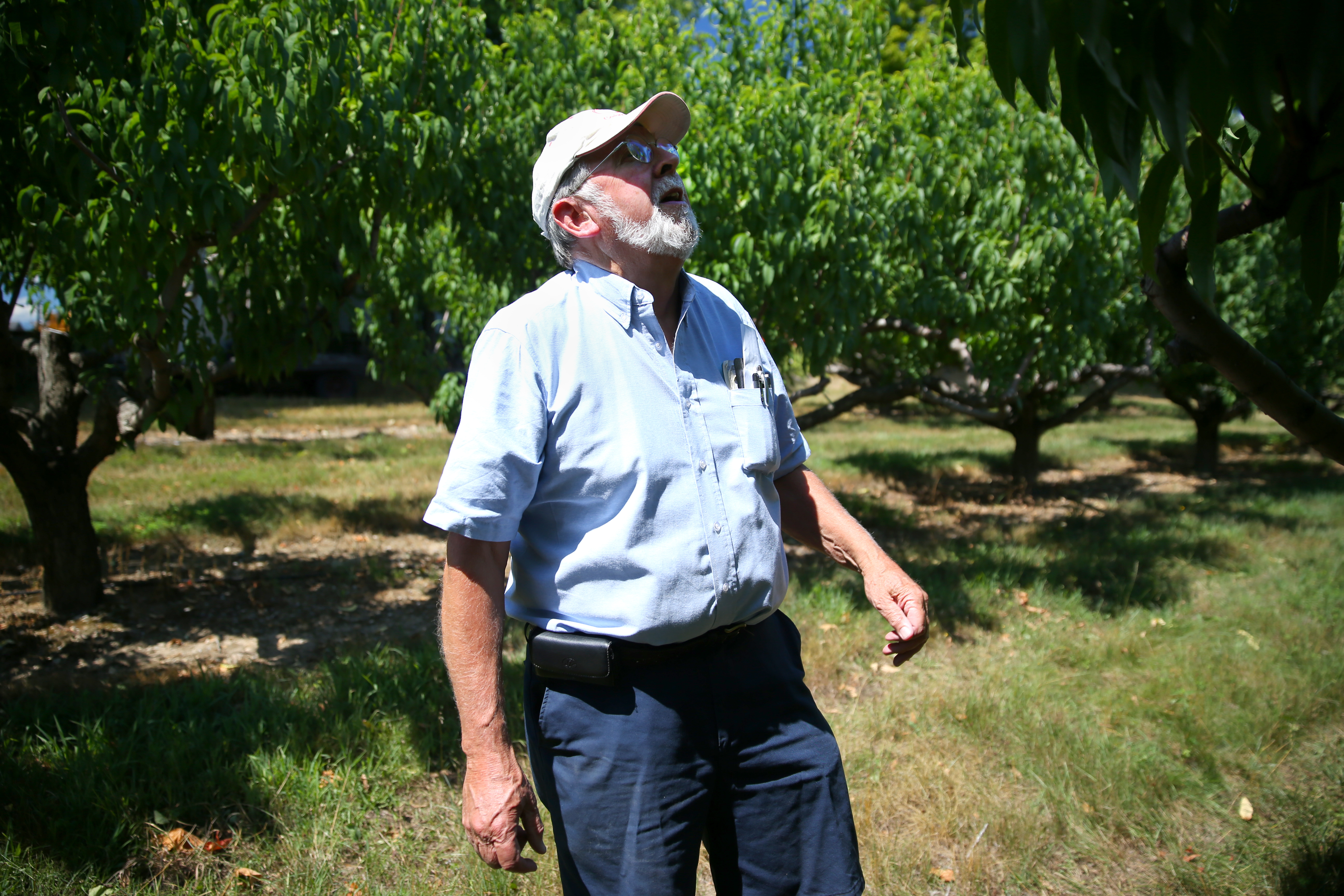 Frank W. Carlson looked at one of his peach orchards.