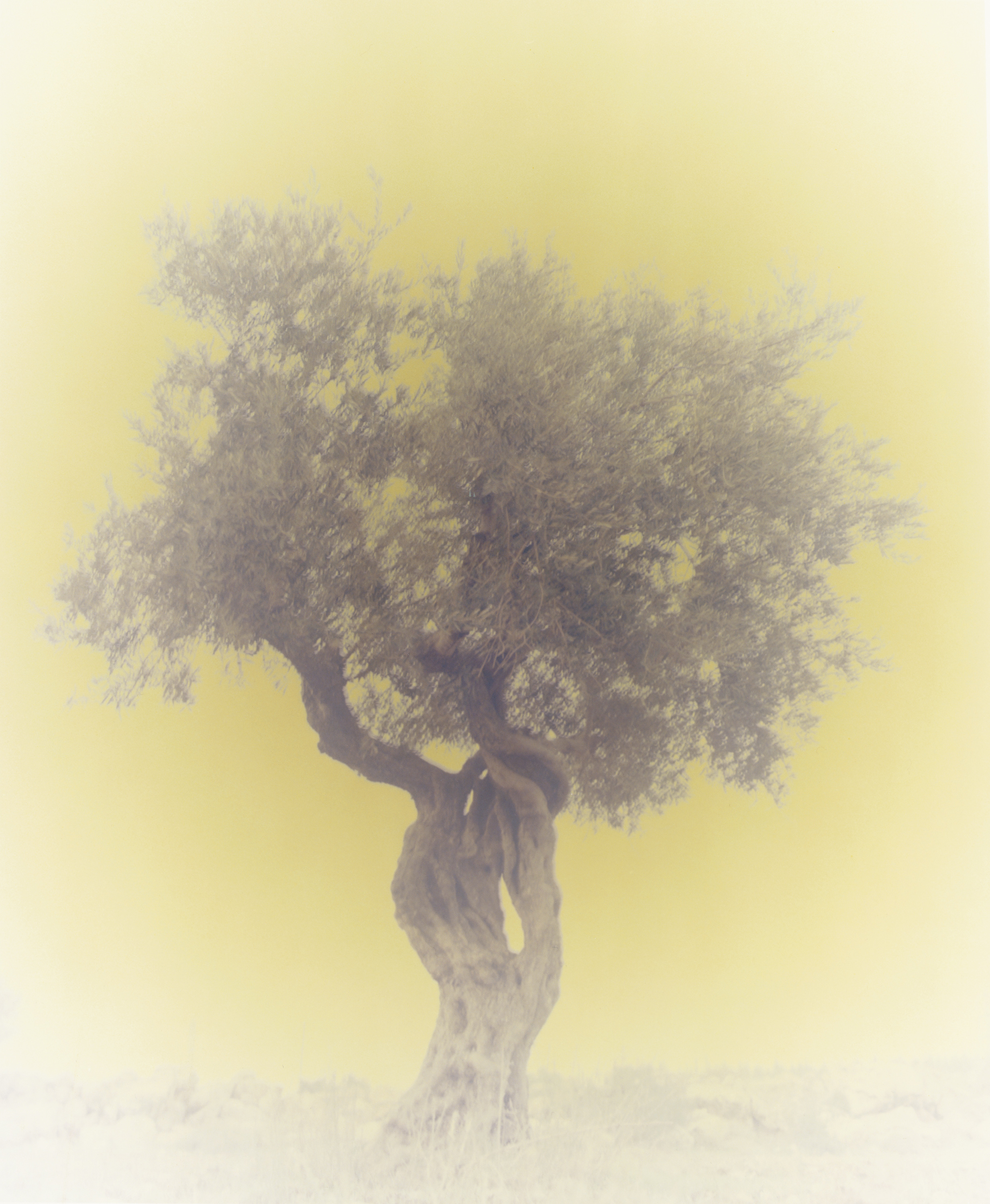The photo “Olive 11” is one of Gersht’s works with a political bent.