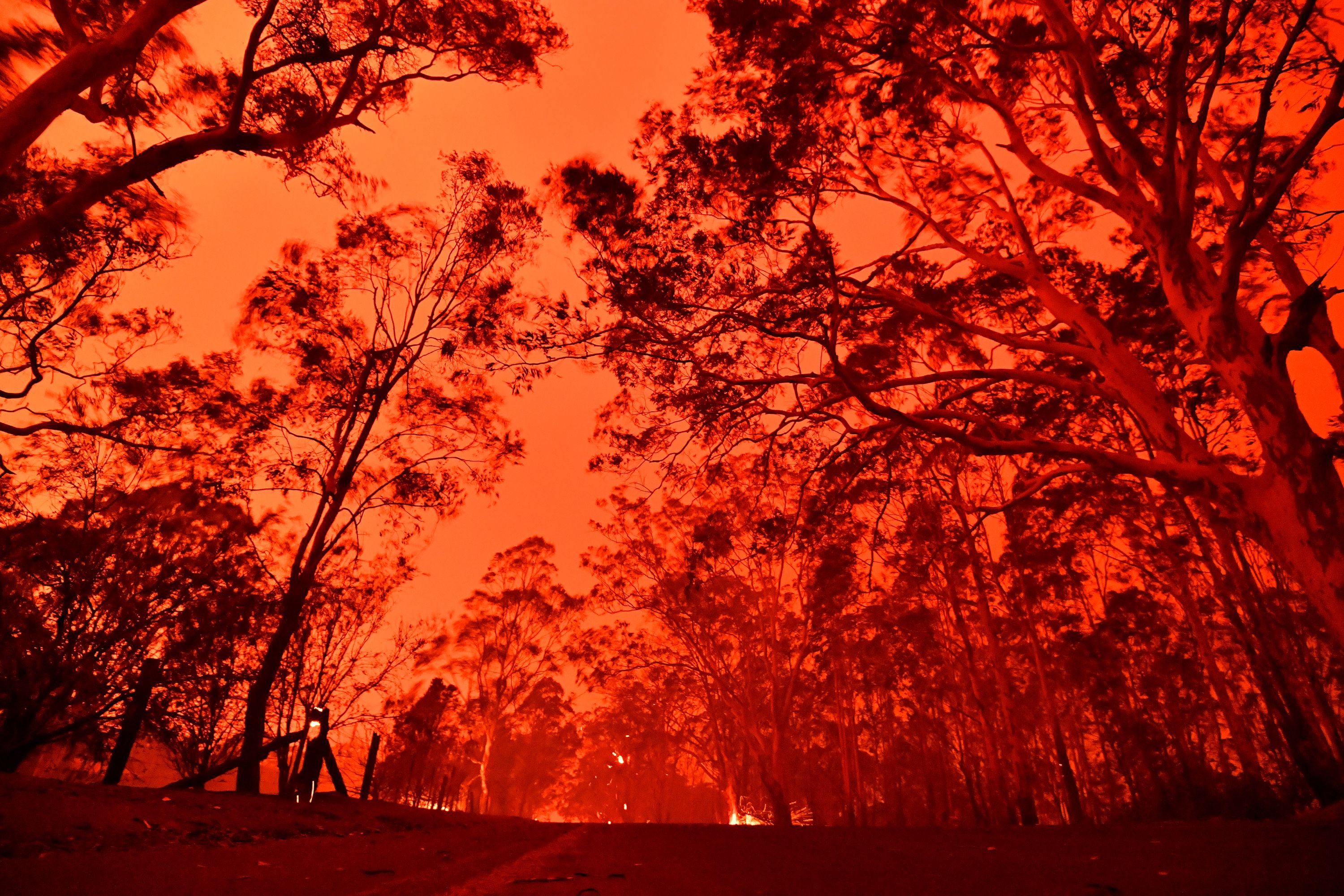 The afternoon sky glowed red from bushfires near the town of Nowra in the Australian state of New South Wales.