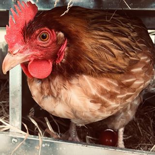 Vernon Family Farm lost 400 chickens Saturday.