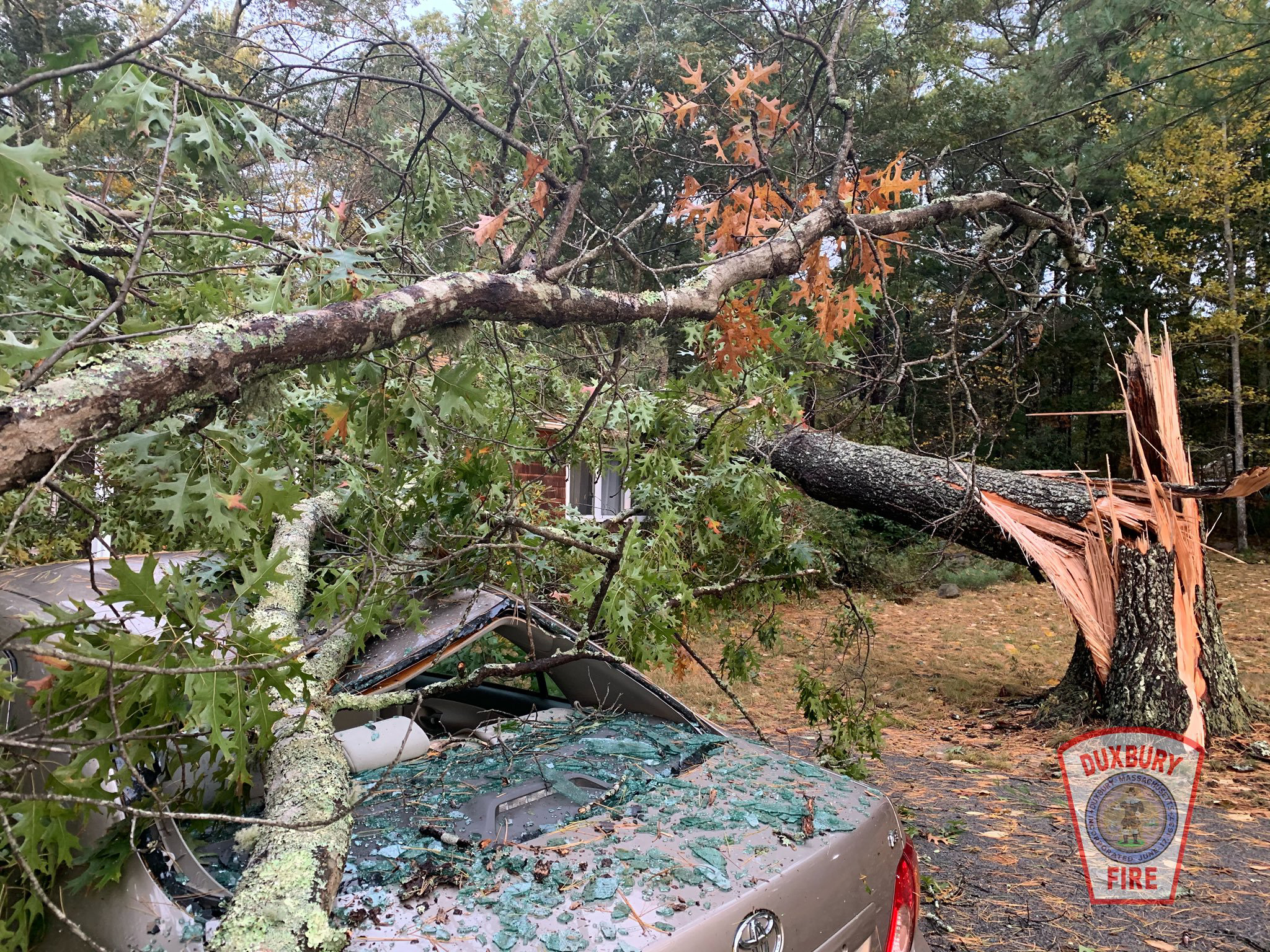 A tree fell on a car in Duxbury early Thursday morning.