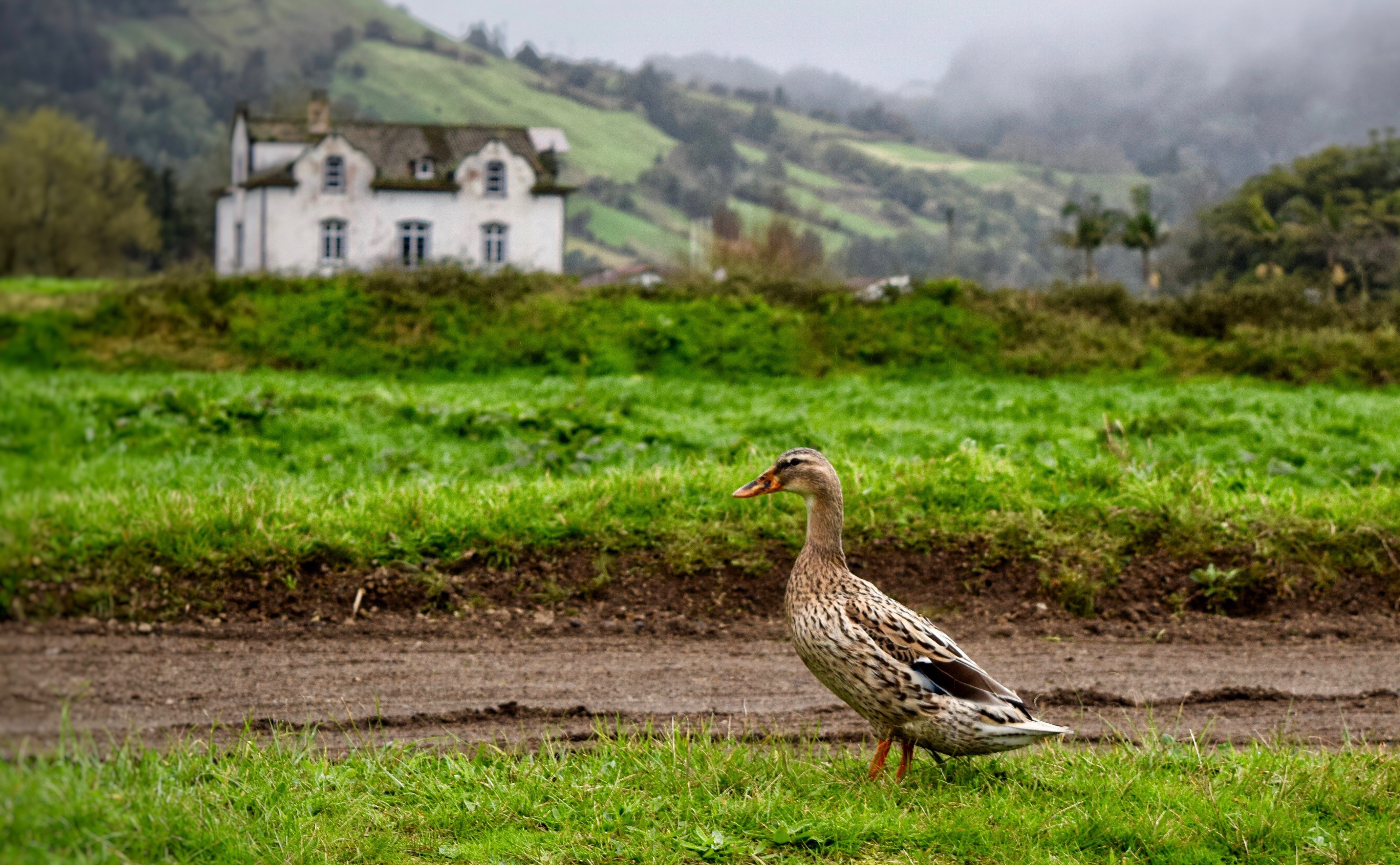 A duck wanders near Cete Ciadades in São Miguel in the Azores.