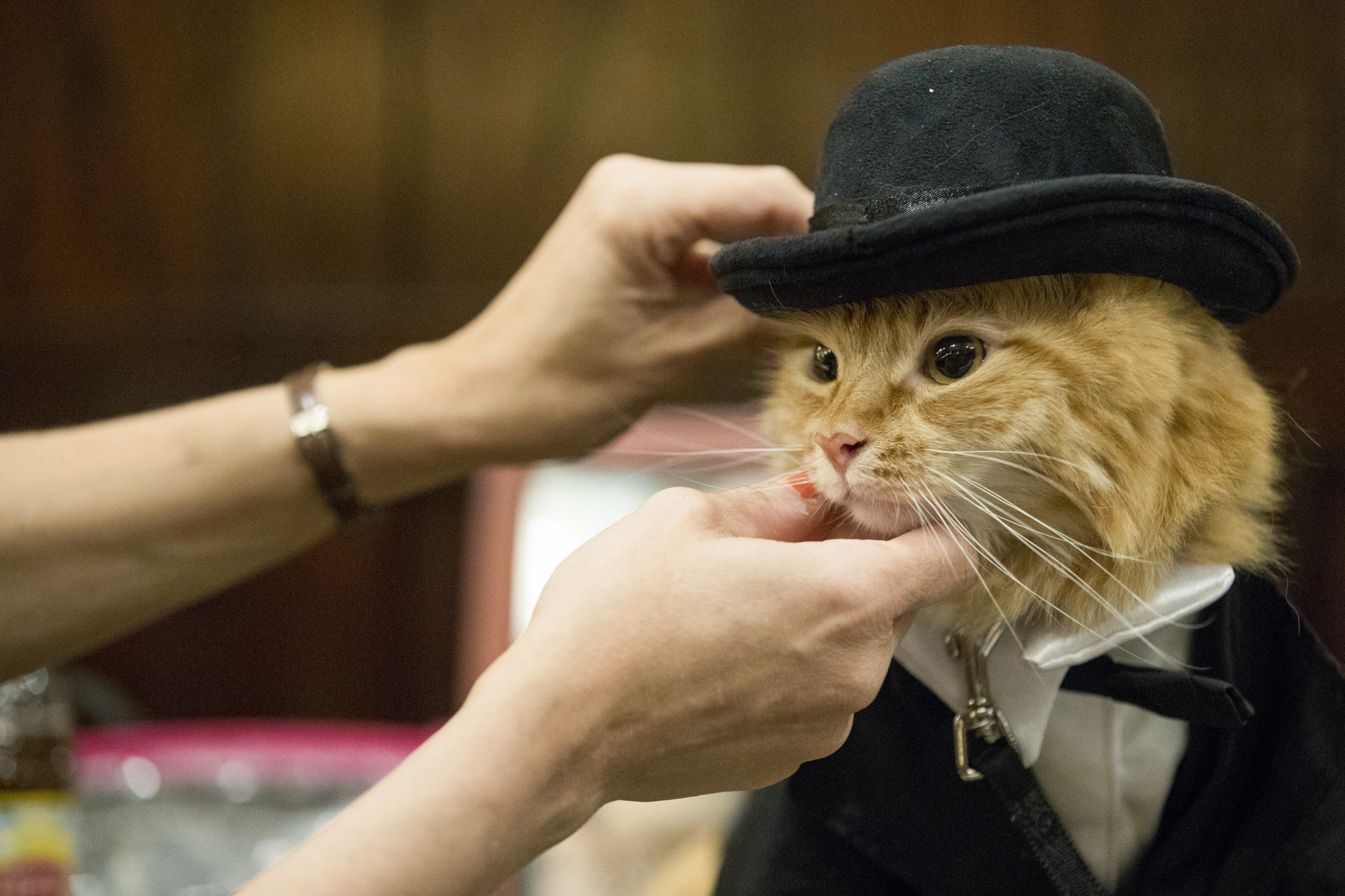 Sam Checo dressed her Mango backstage ahead of the cat fashion show at the Algonquin Hotel in New York.