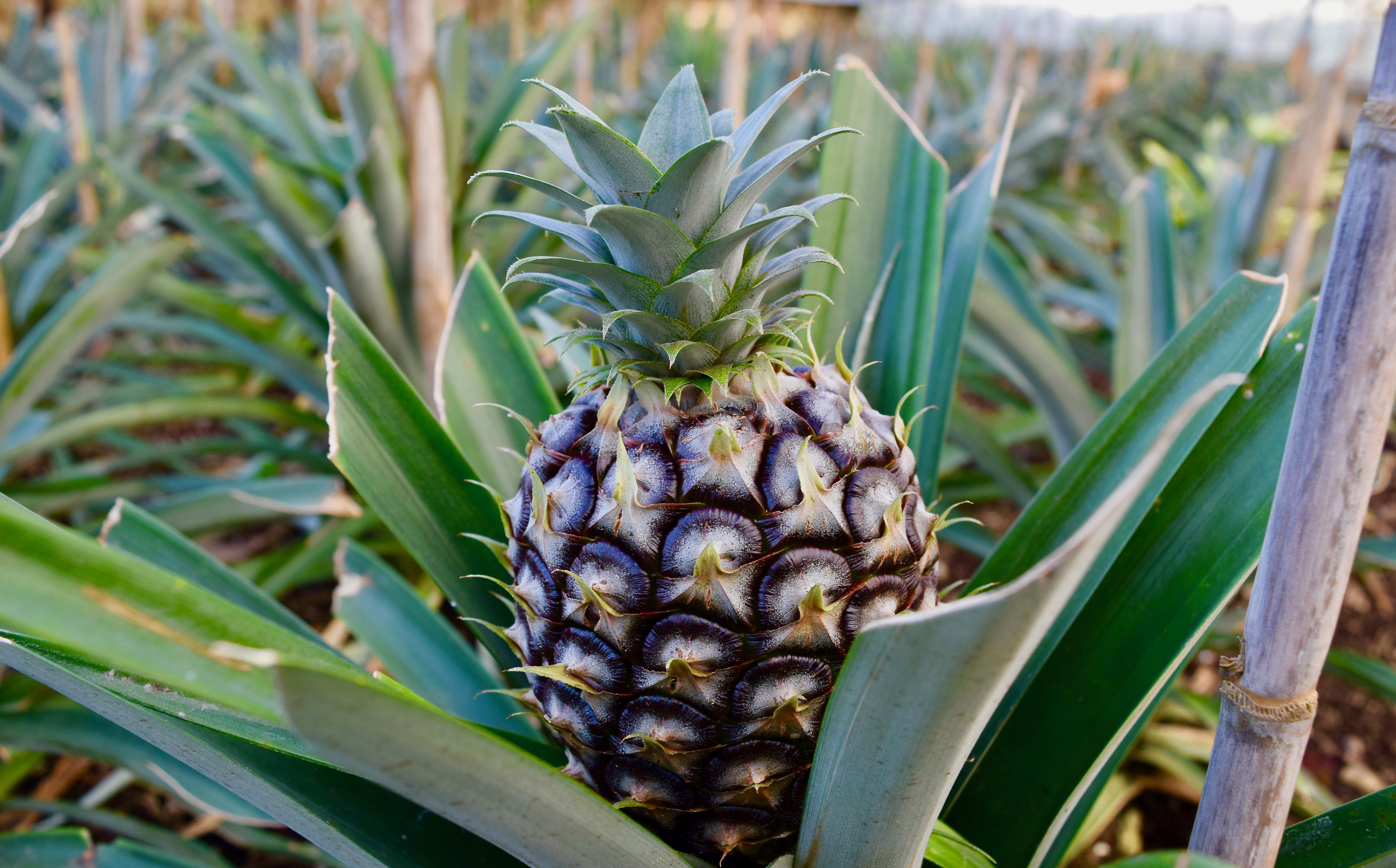 A pineapple at one of the pineapple plantations on the island of São Miguel in the Azores