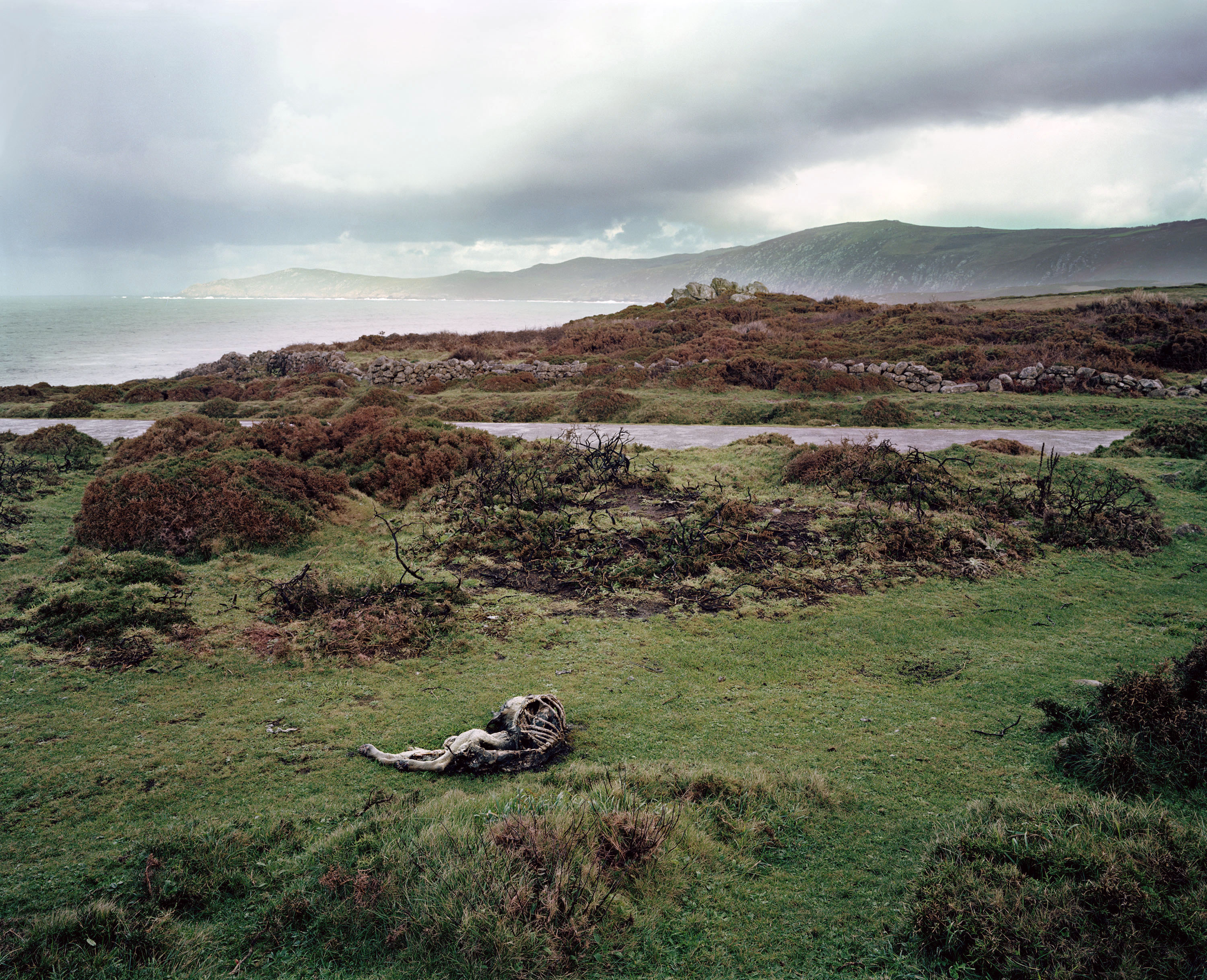 The photograph “Dead Dog” shows a carcass in the foreground of a landscape green with life.