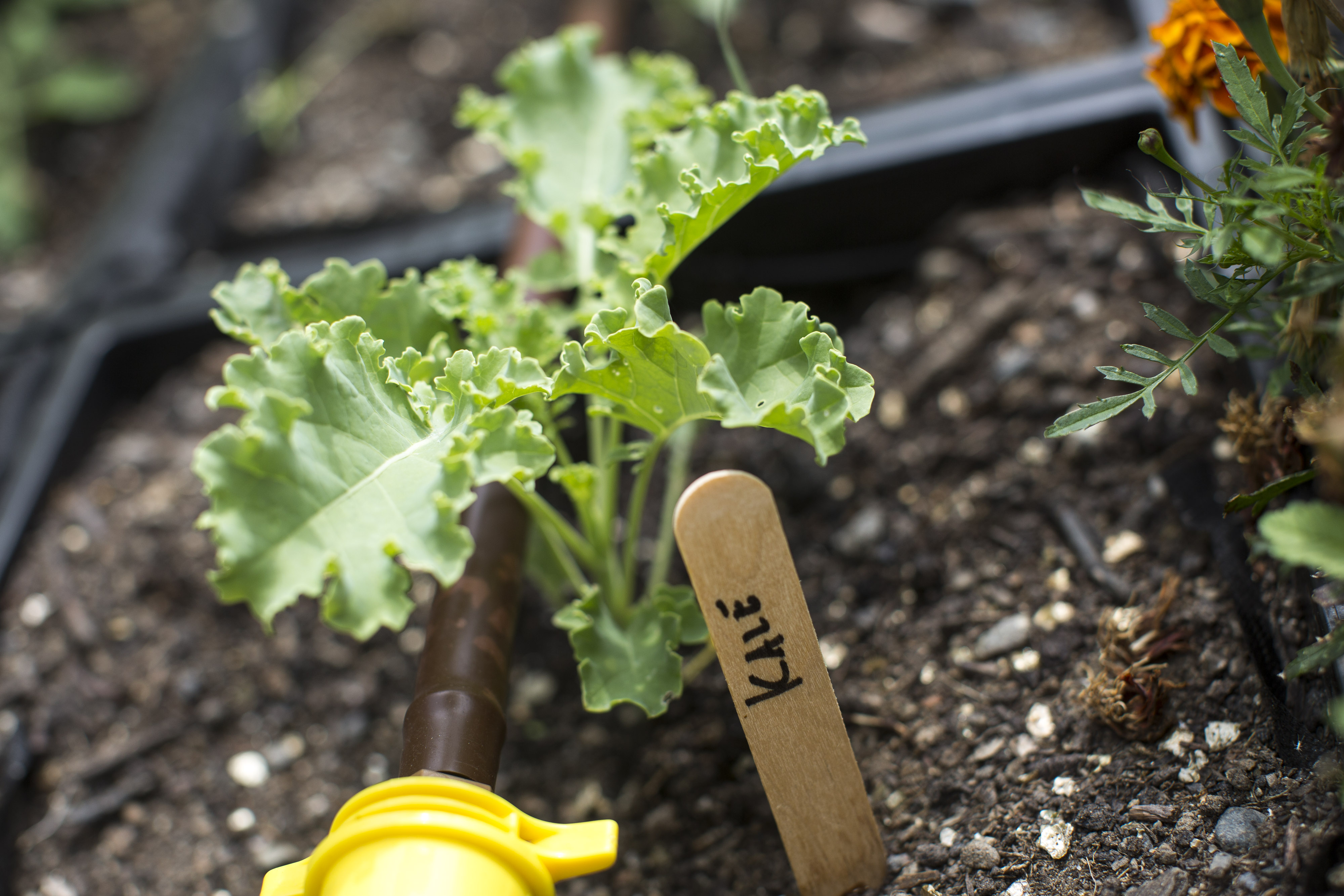 Kale and other produce grow in milk crates on the student-run rooftop garden on the campus of Brandeis University.