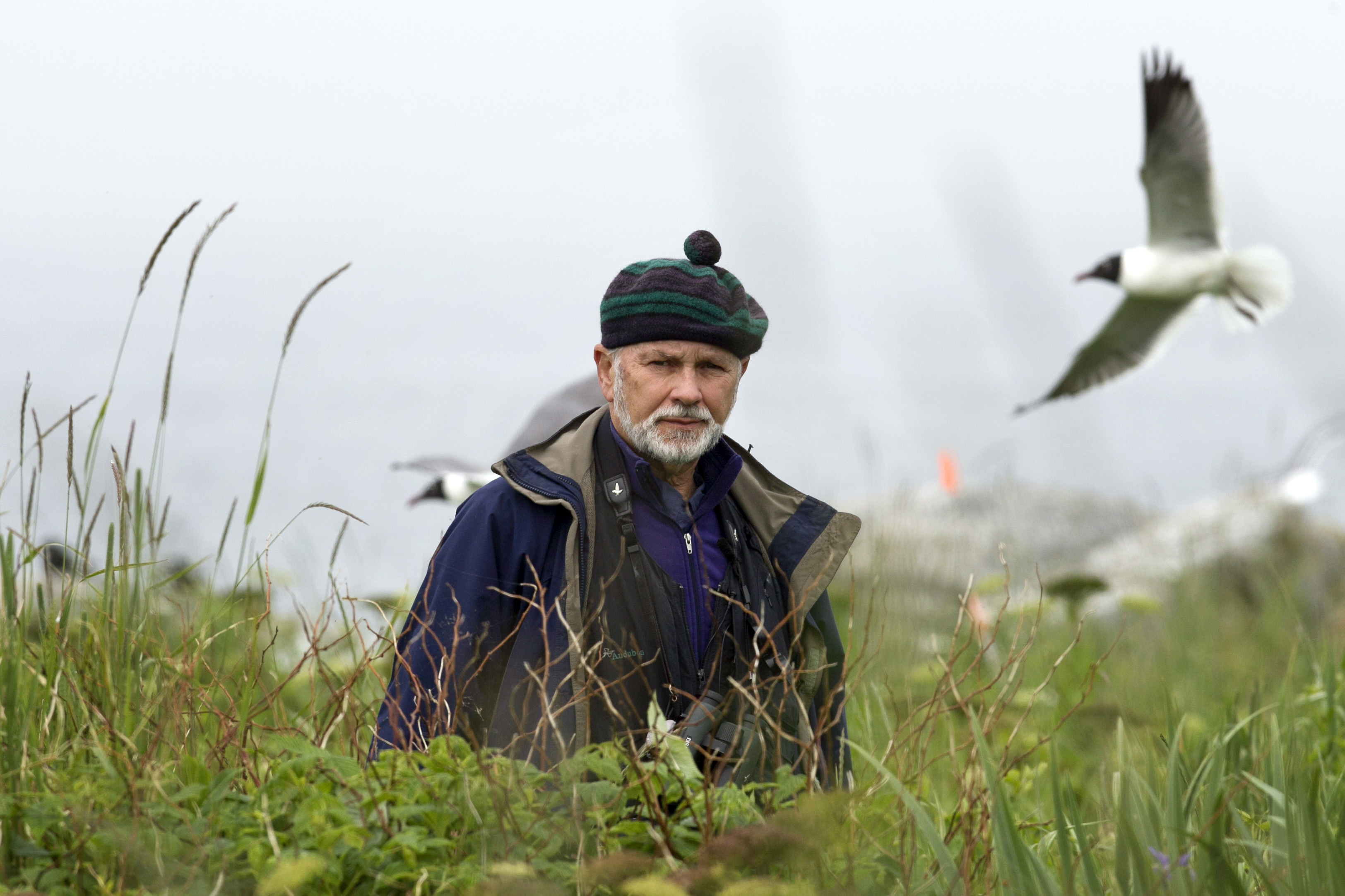 More than 40 years ago, Project Puffin director Stephen Kress transplanted his first puffin chicks from Newfoundland to Maine.