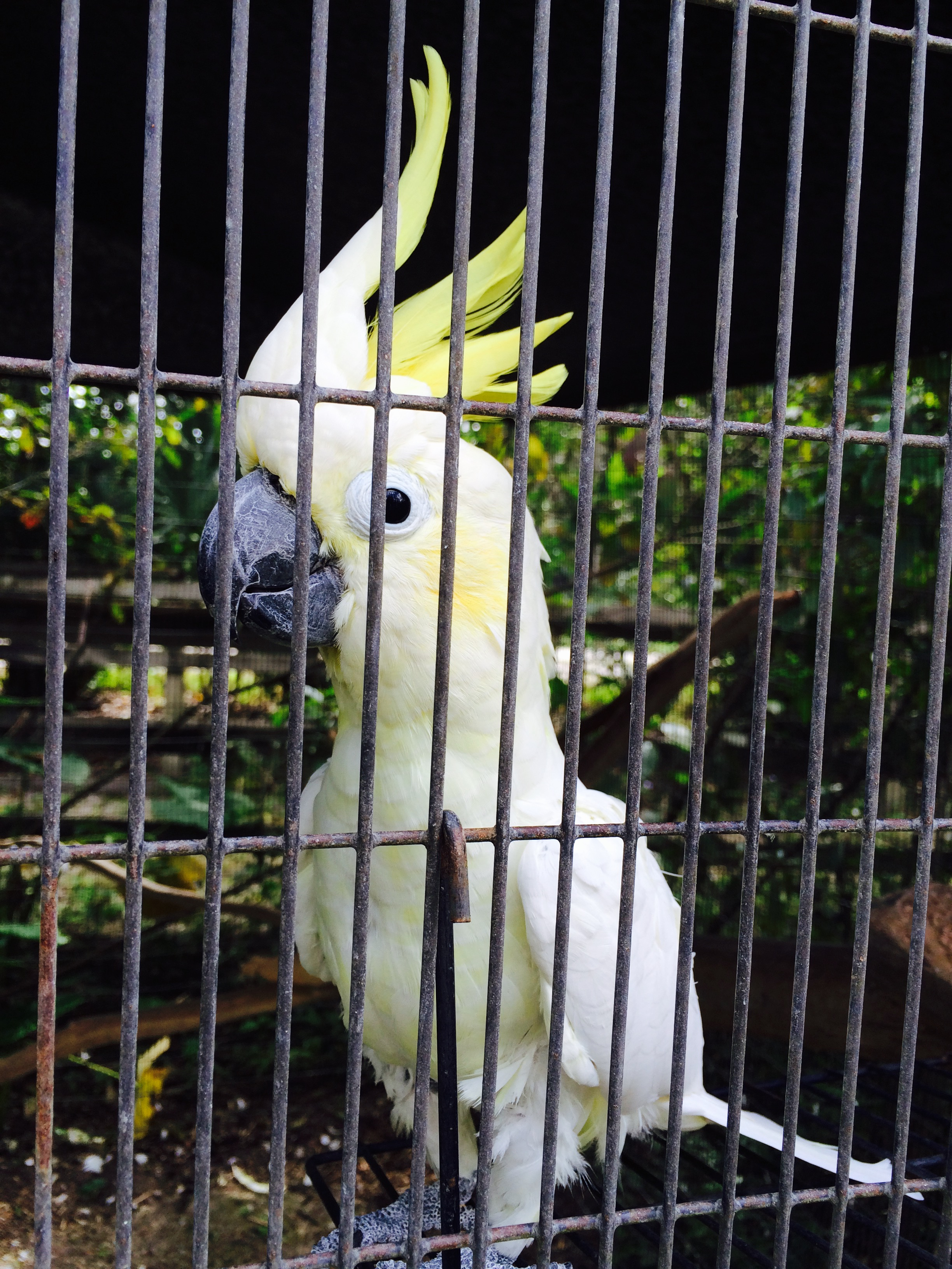 A citron-crested cockatoo.