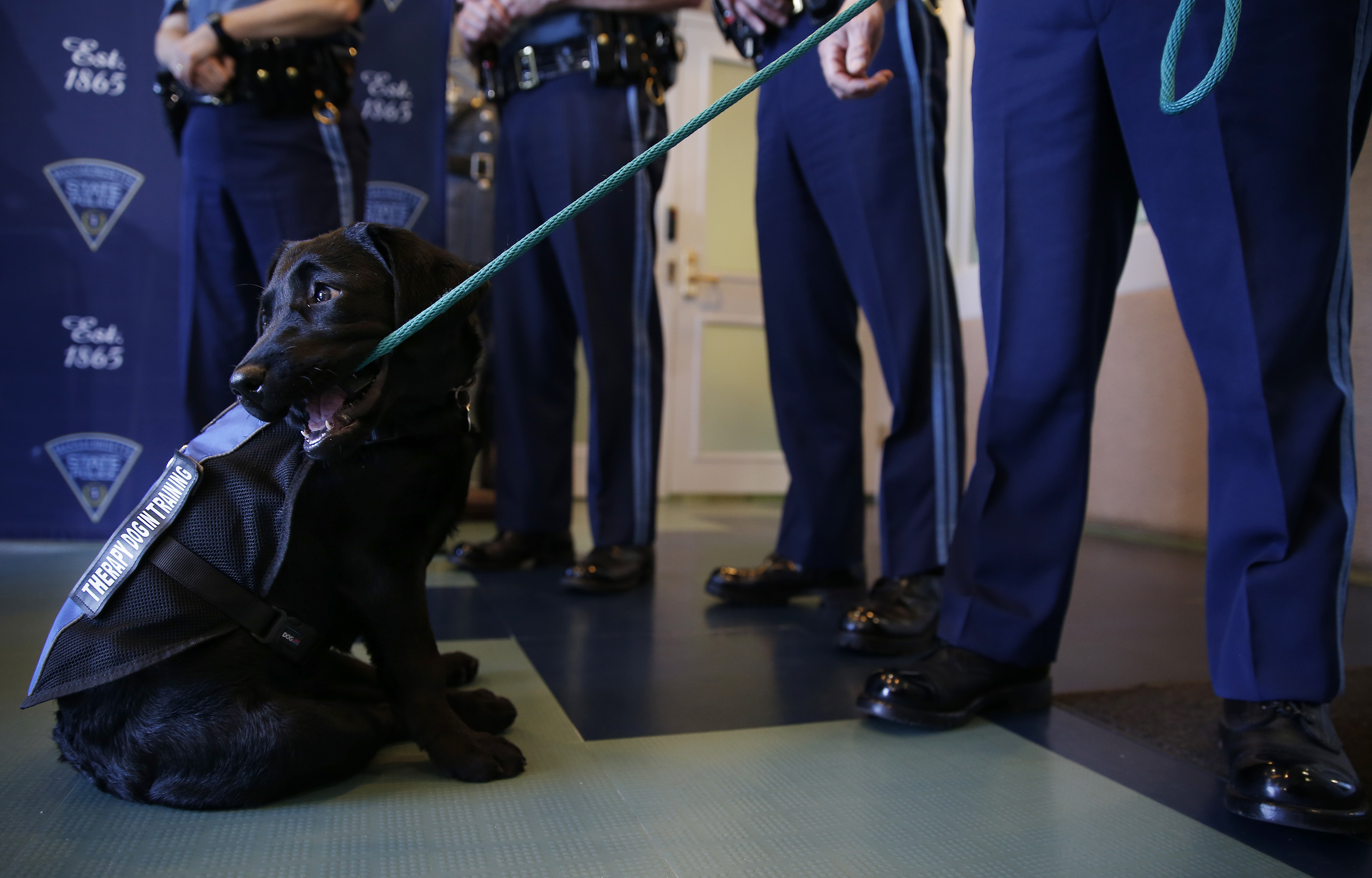 Luna, the first-ever comfort dog for the Massachusetts State Police, gnawed on her leash as she was introduced to reporters.