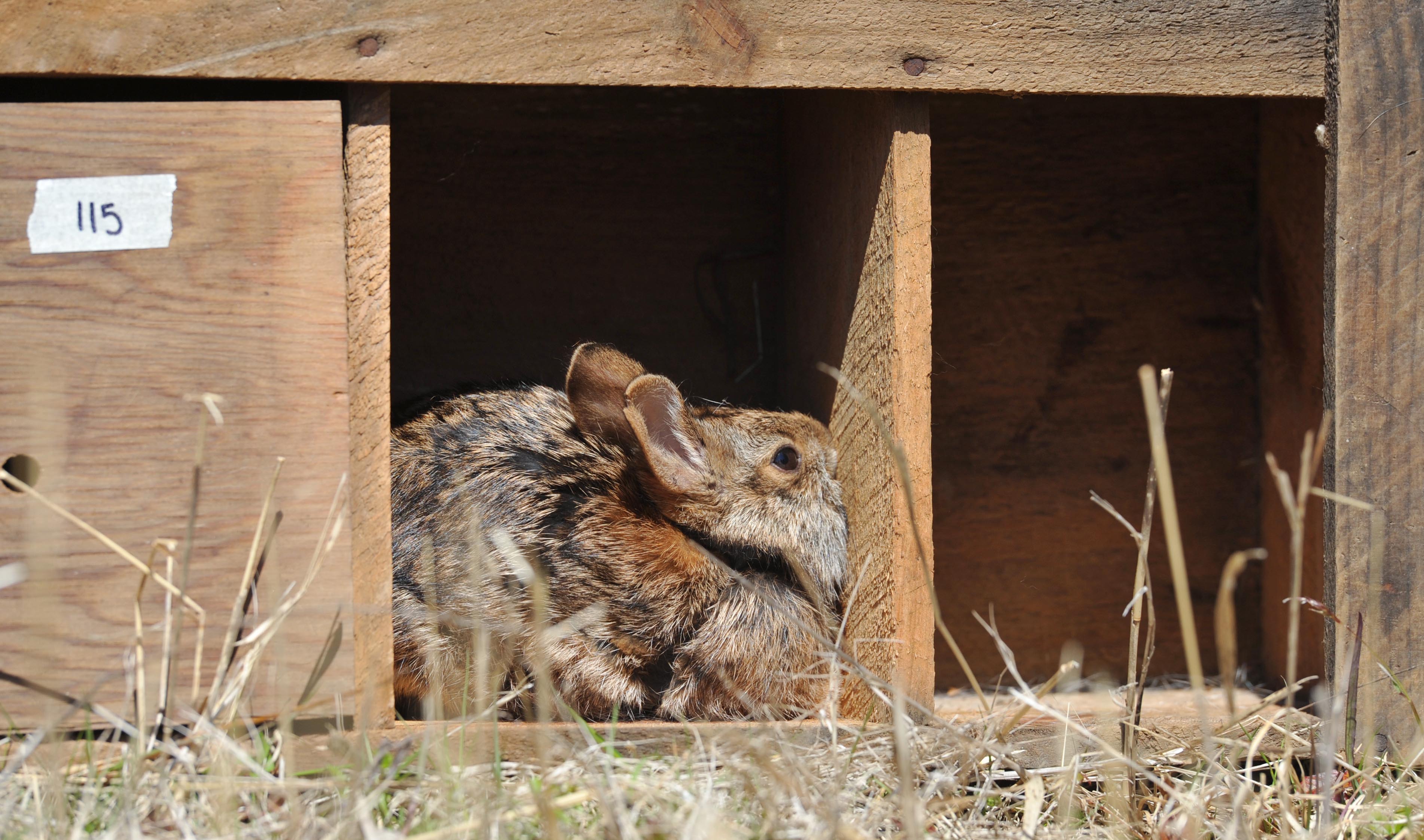 Rabbit number 115 checked out its surroundings.
