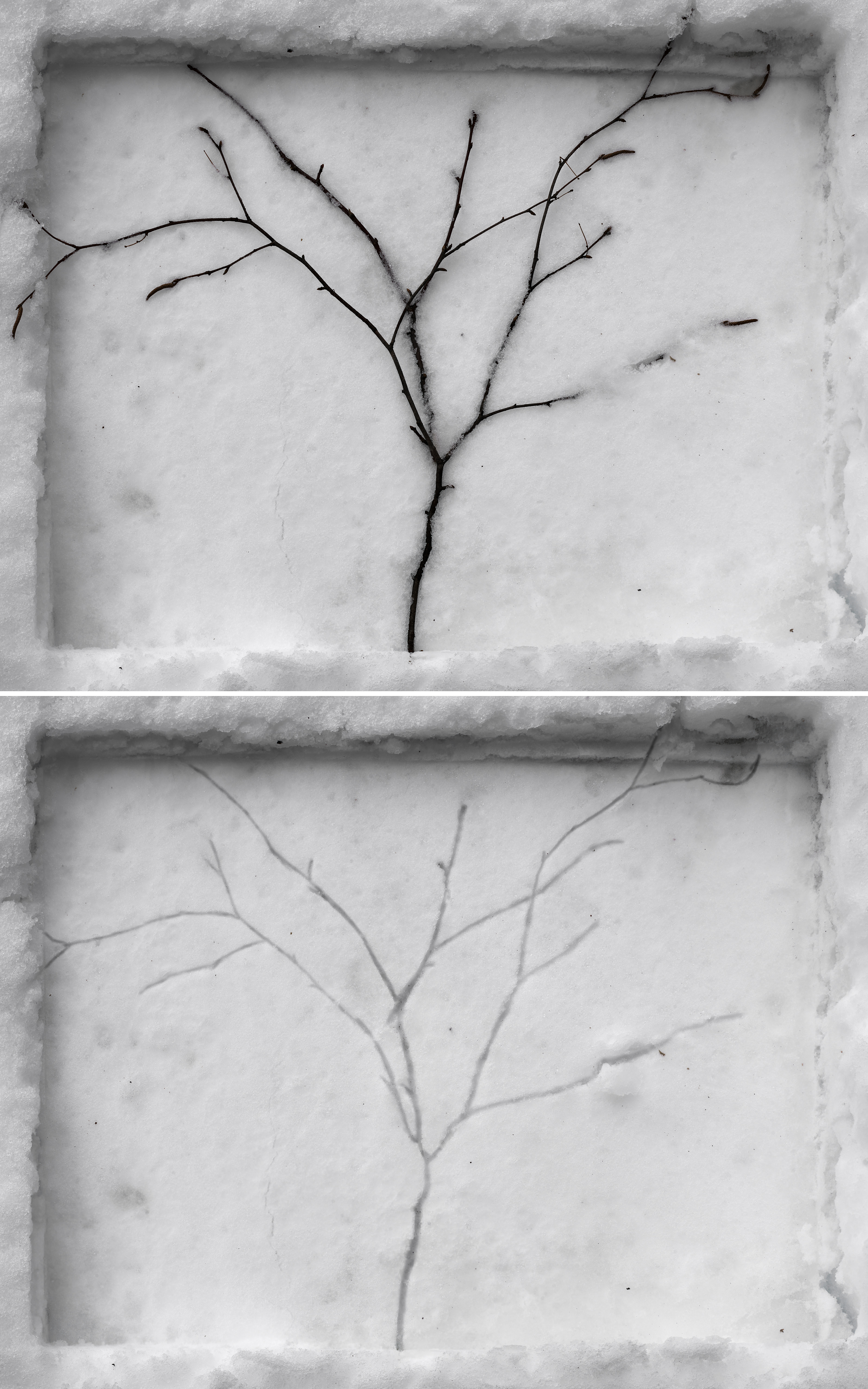 “Tree Branch Pressed in Snow.”