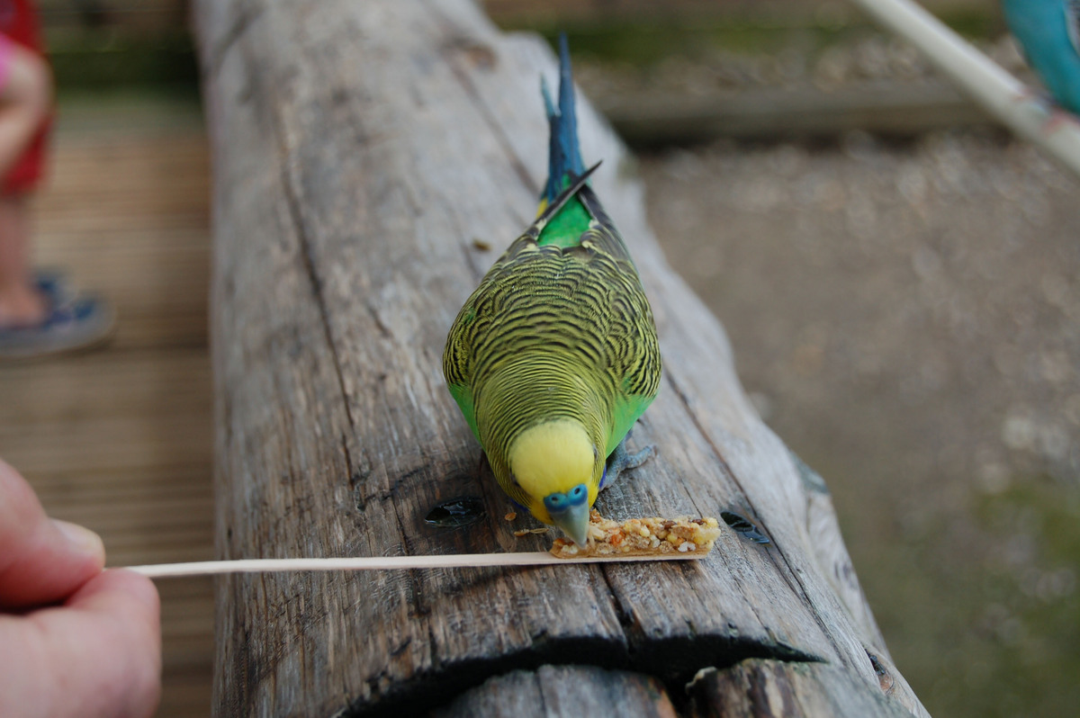 aviary for parakeets