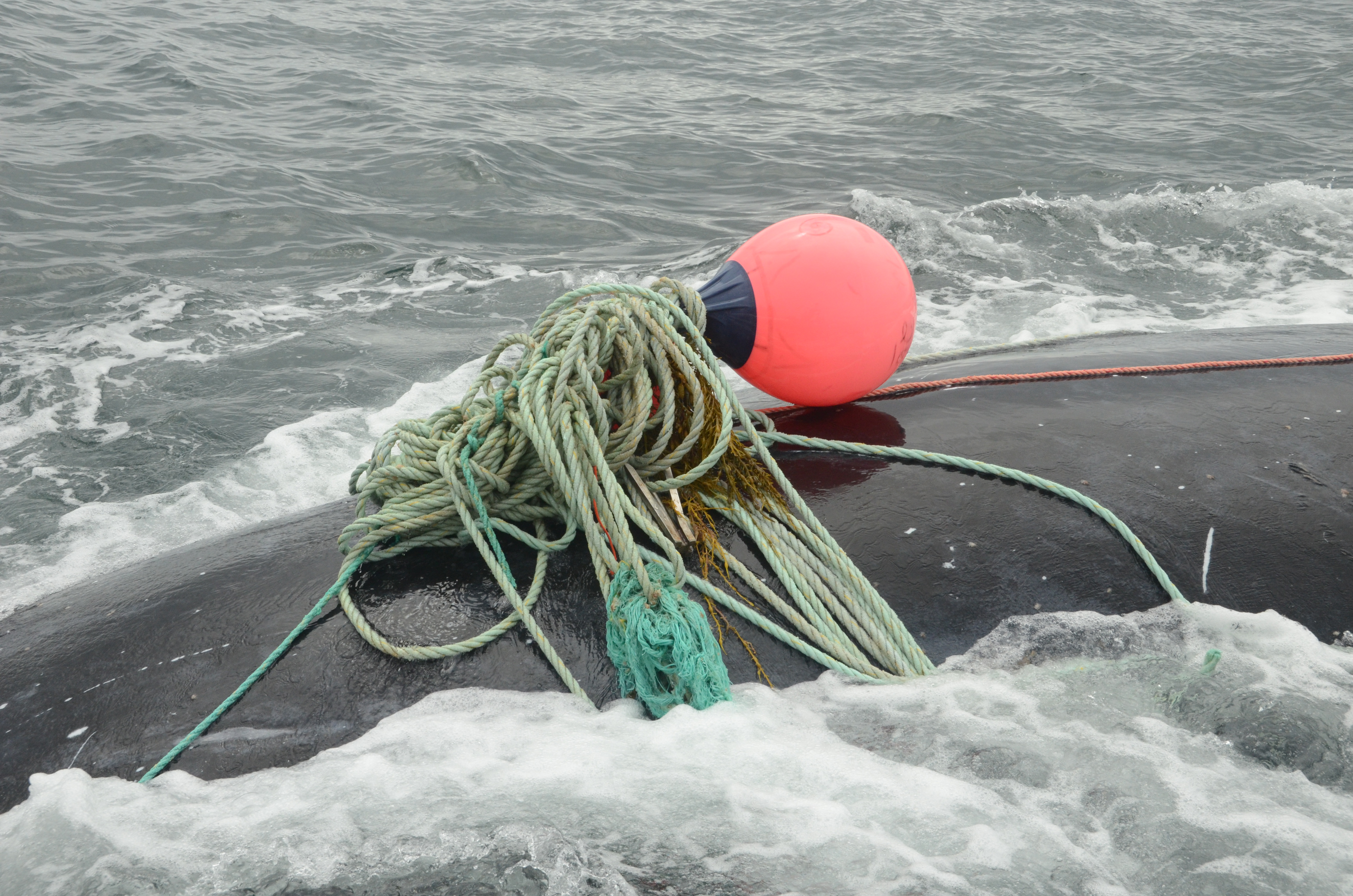 A buoy and fishing lines entangle whale #4057 in the Bay of Fundy. He was freed, but has not been seen since.