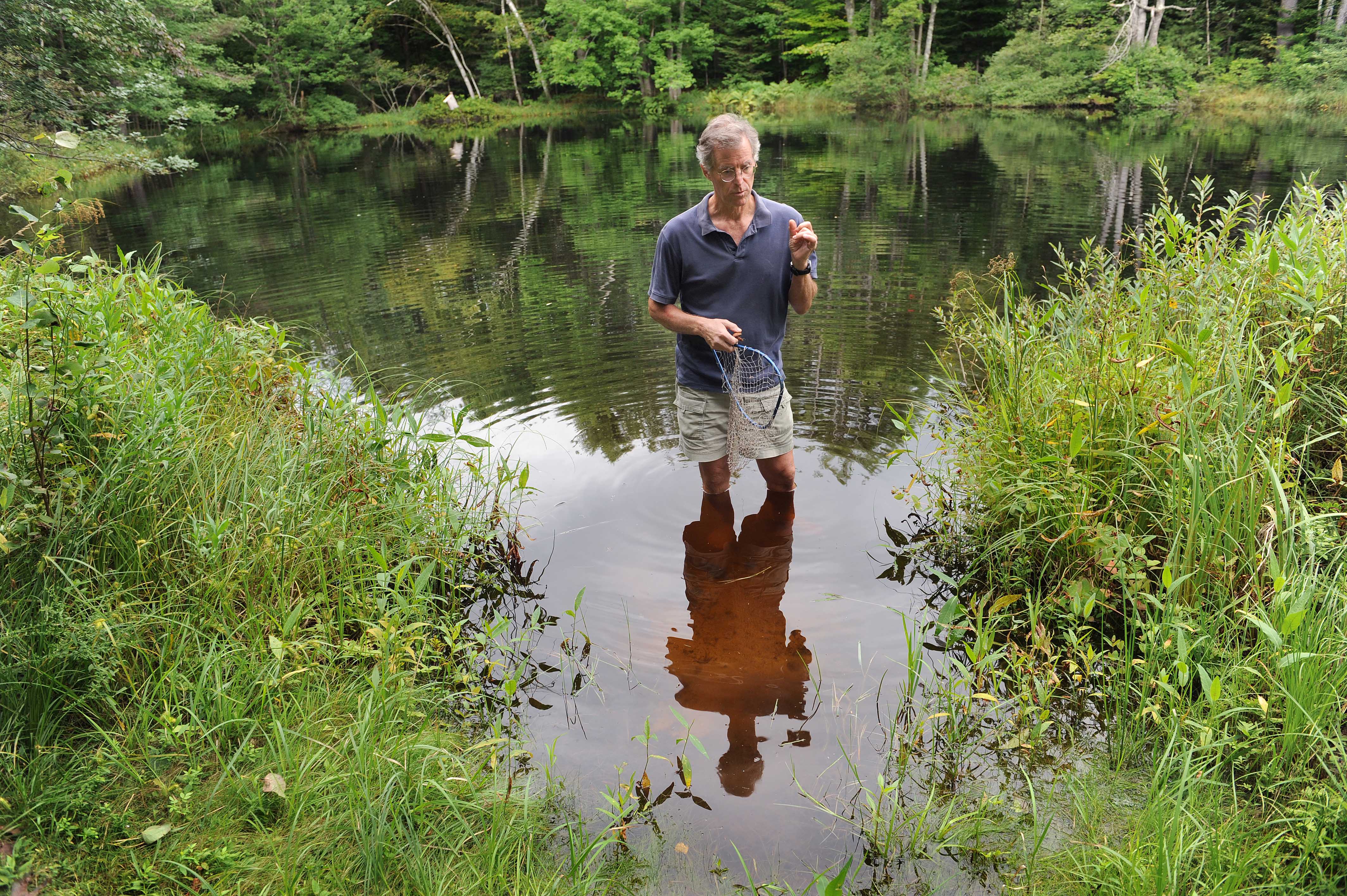 Bowdoin College biology professor Nat Wheelwright looked for frogs by his backyard pond in Brunswick, Maine, where earlier this summer an estimated 200,000 wood frog tadpoles died in less than a day. The tadpoles tested positive for ranavirus.