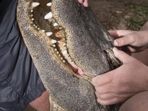 Wes Arneson held and alligator's jaw.