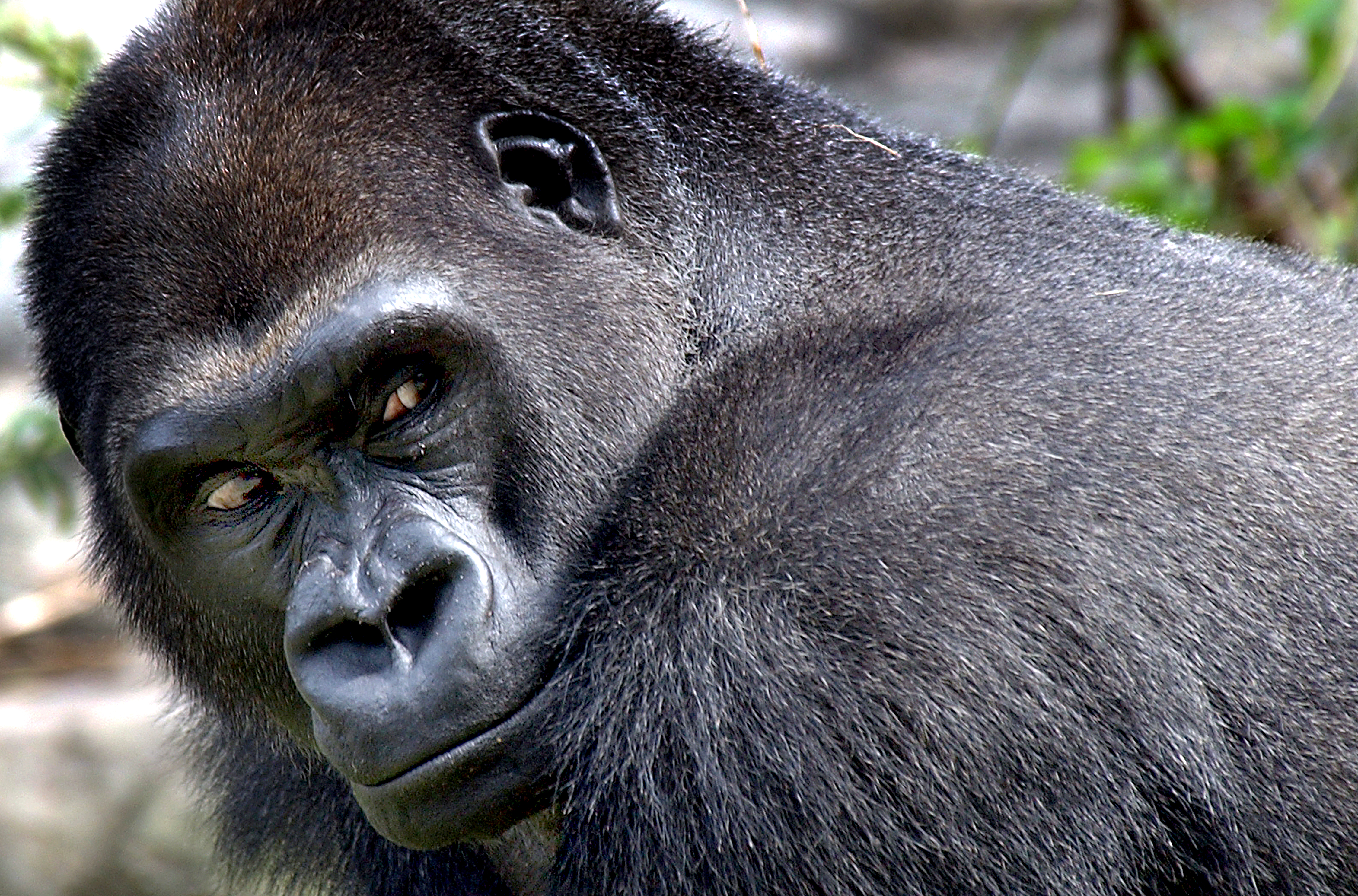 Little Joe is a big draw for Franklin Park Zoo.