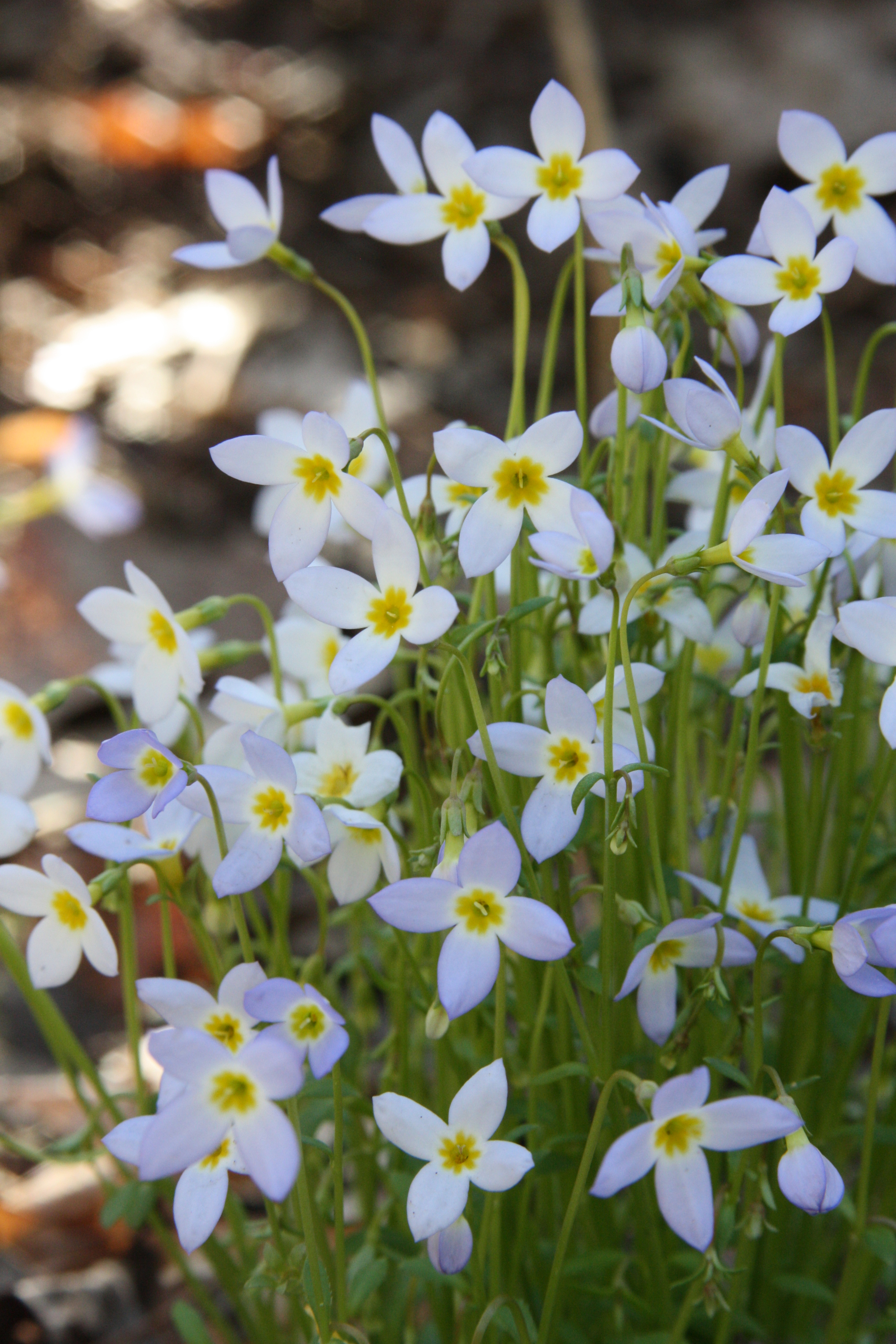 Houstonia caerulea.