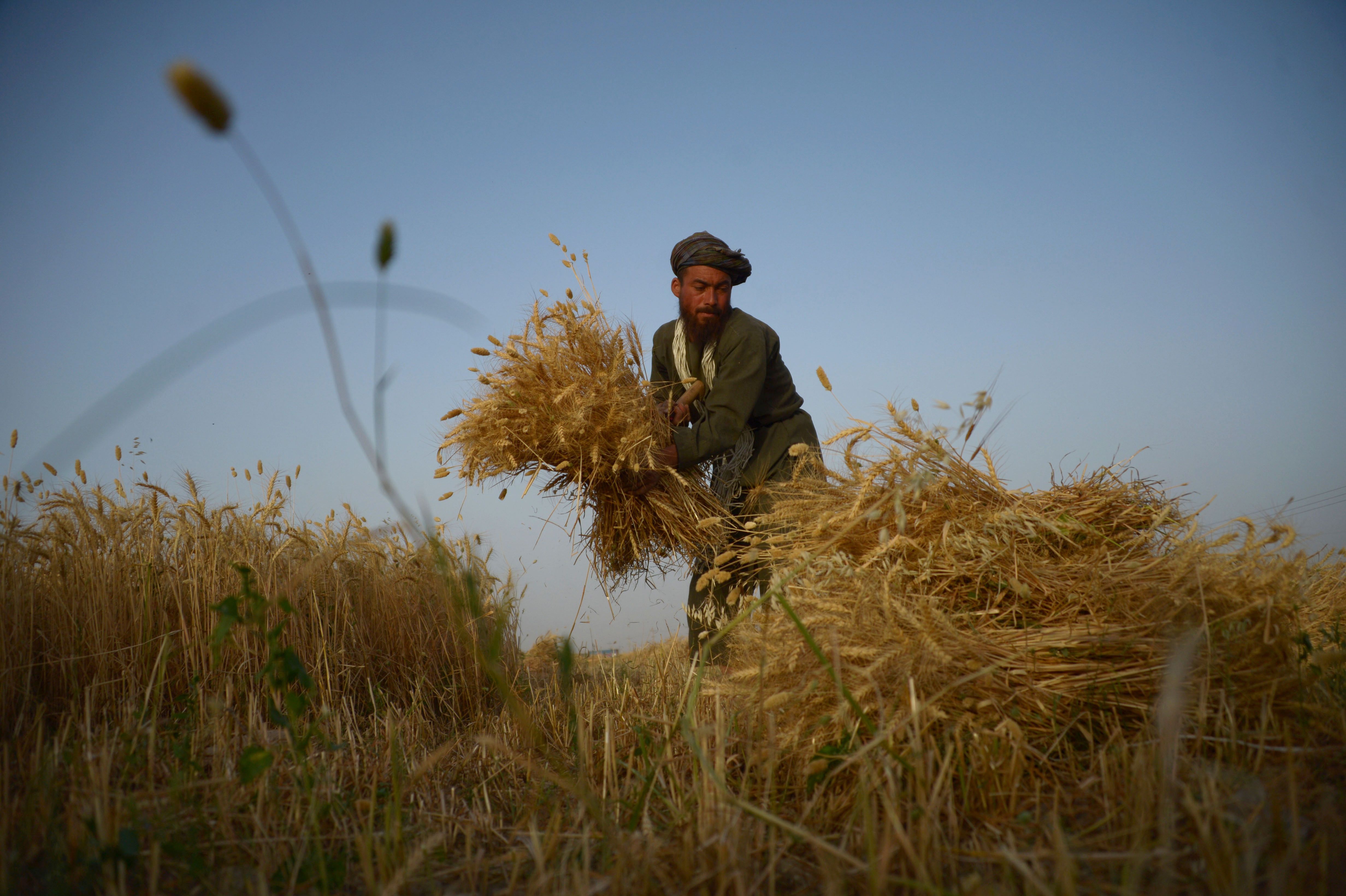 An Afghan farmer harvests wheat on the outskirts of Mazar-i-Sharif