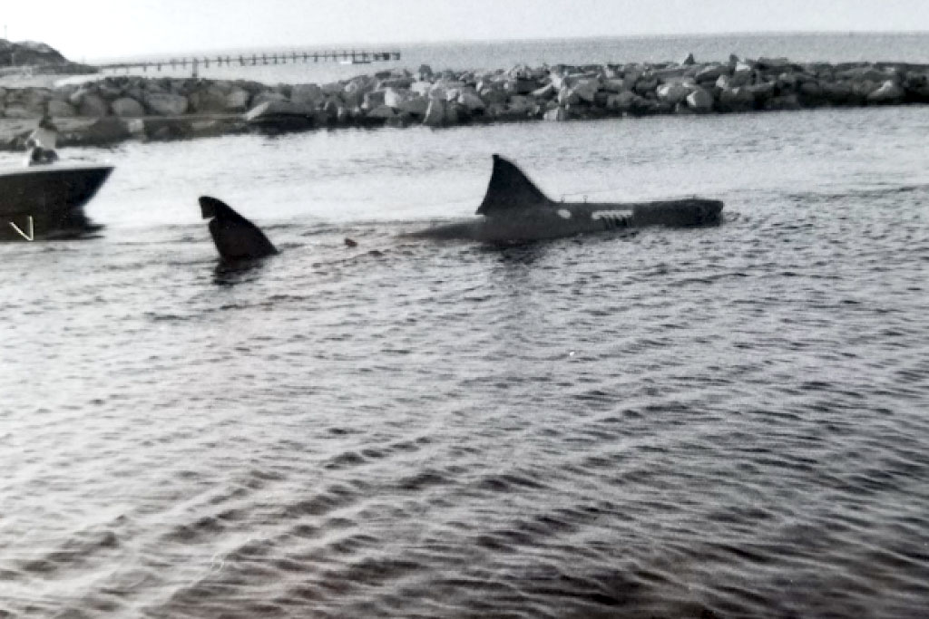 Shark fins floated in the waters near the shoreline.