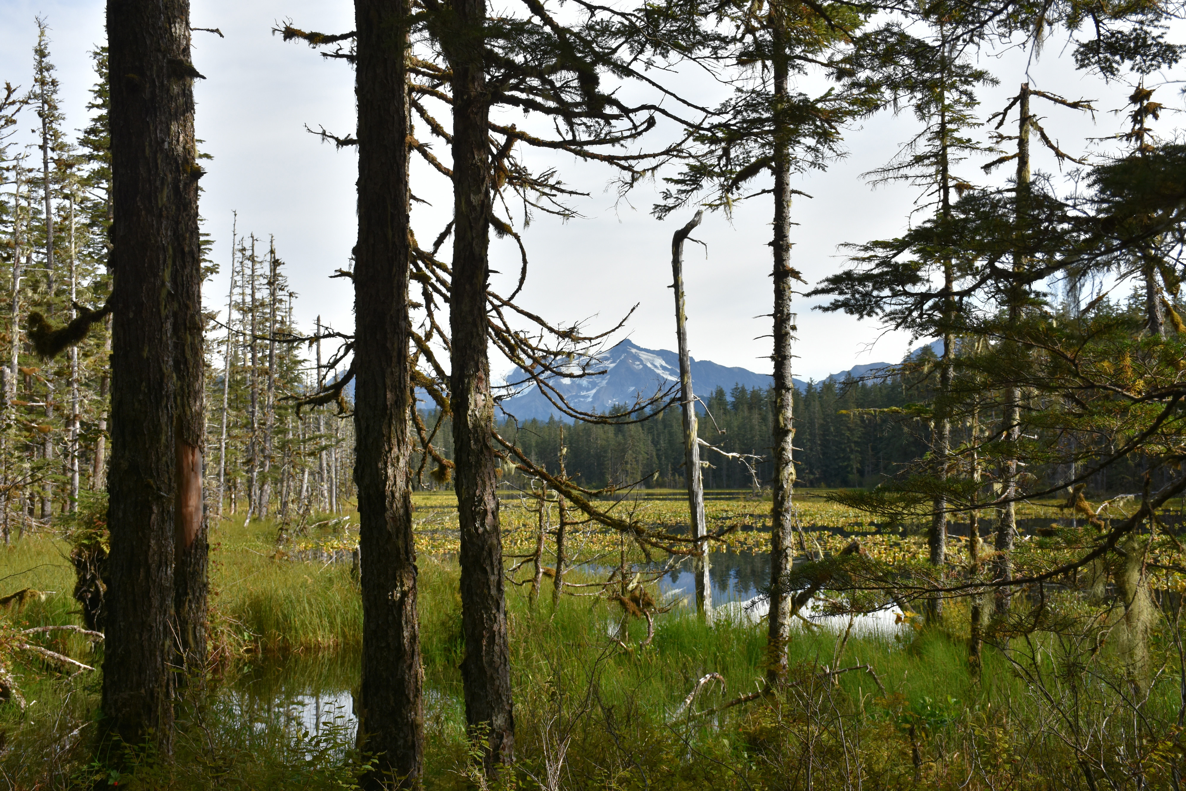 A view from the Situk Lake Trail in Yakutat, Alaska, of the Tongass National Forest.