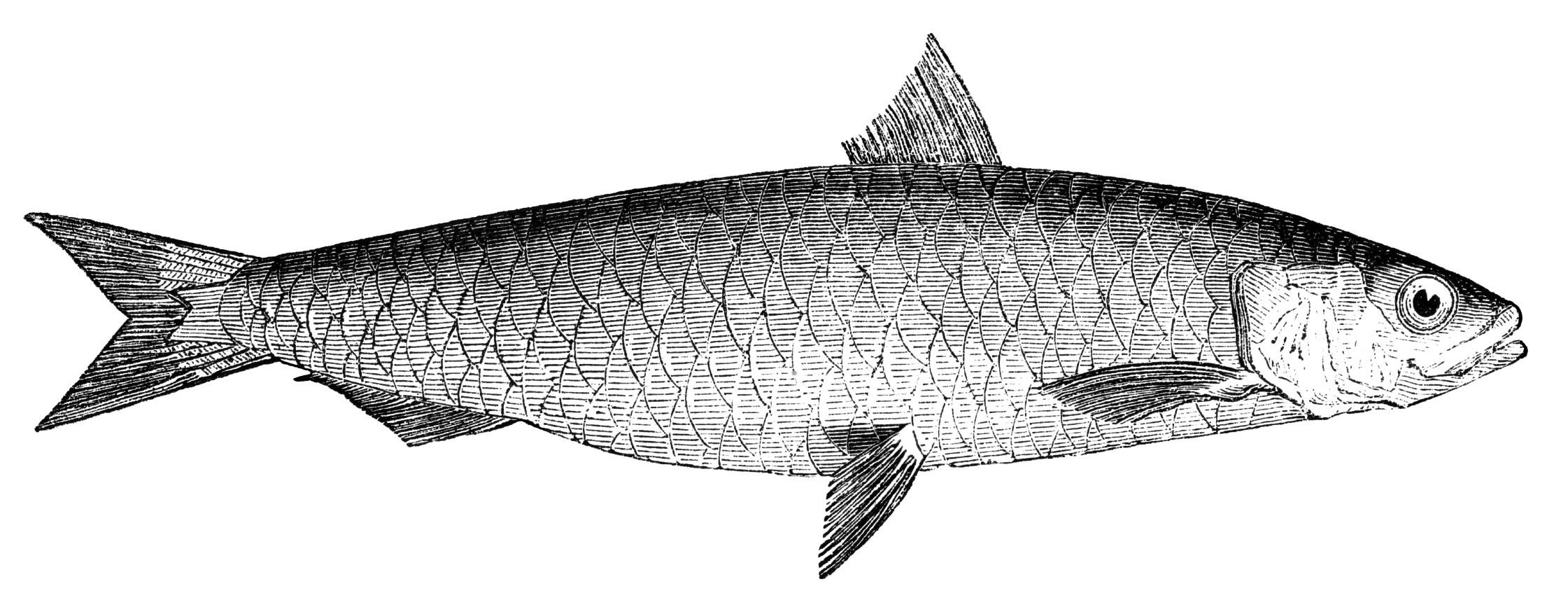 Buried in invoices for sardines were details of British shippping movements.