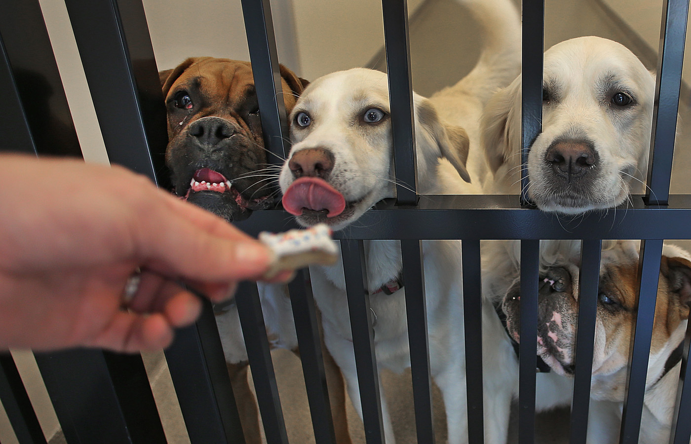 Guests line up for treats at an on-site doggie daycare at the One North apartment complex in Chelsea.