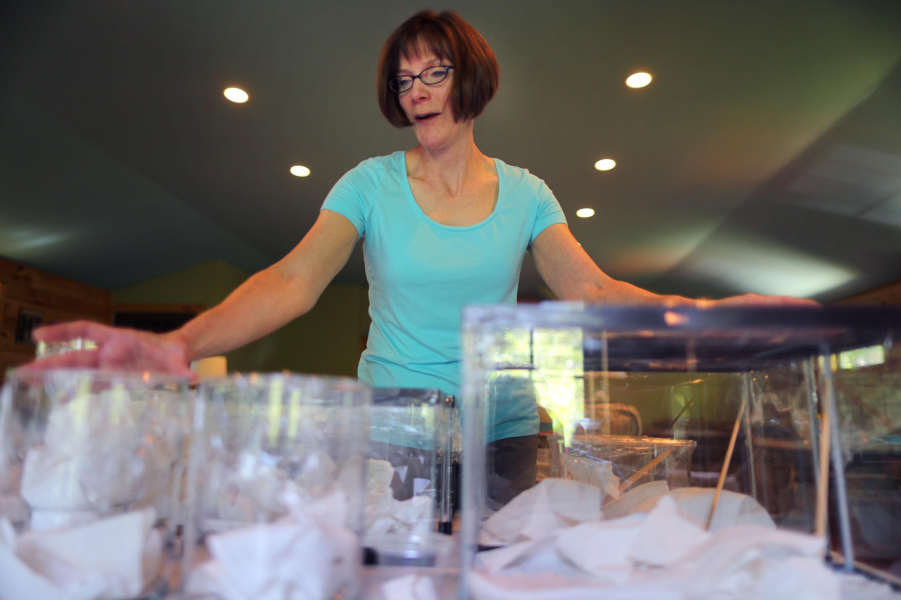 Christine Helie raised 200 baby praying mantises that she found in egg sacks in April.