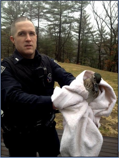 North Reading police Officer Greg Connolly corralled and released a duck that flew into a home near Swan Pond Saturday, April 5.
