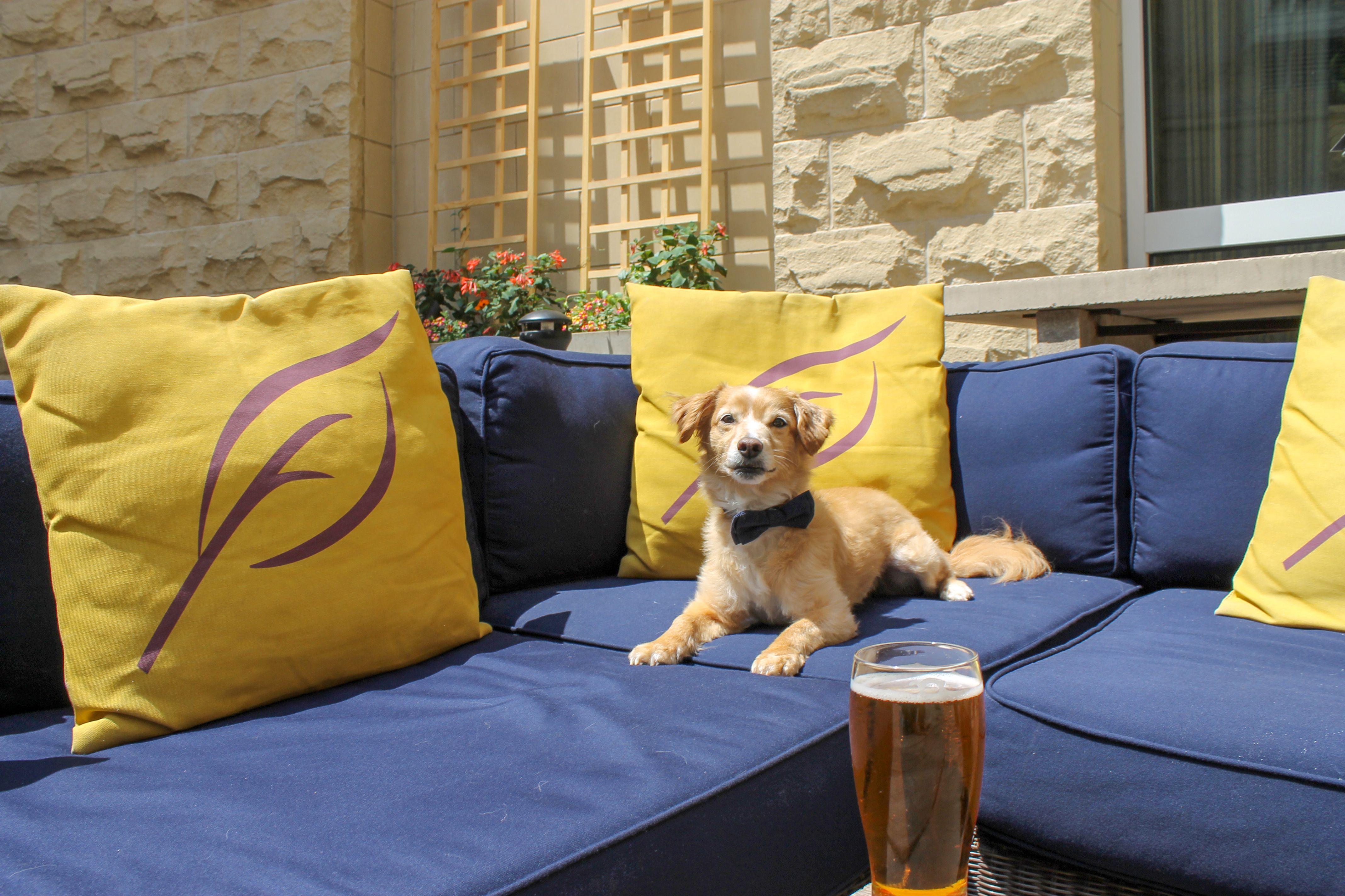 Dogs & Drafts at the Kimpton Marlowe hotel in Cambridge.