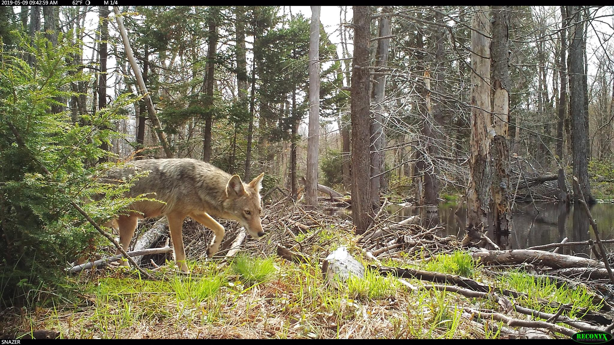 A coyote spotted in Berkshire County.