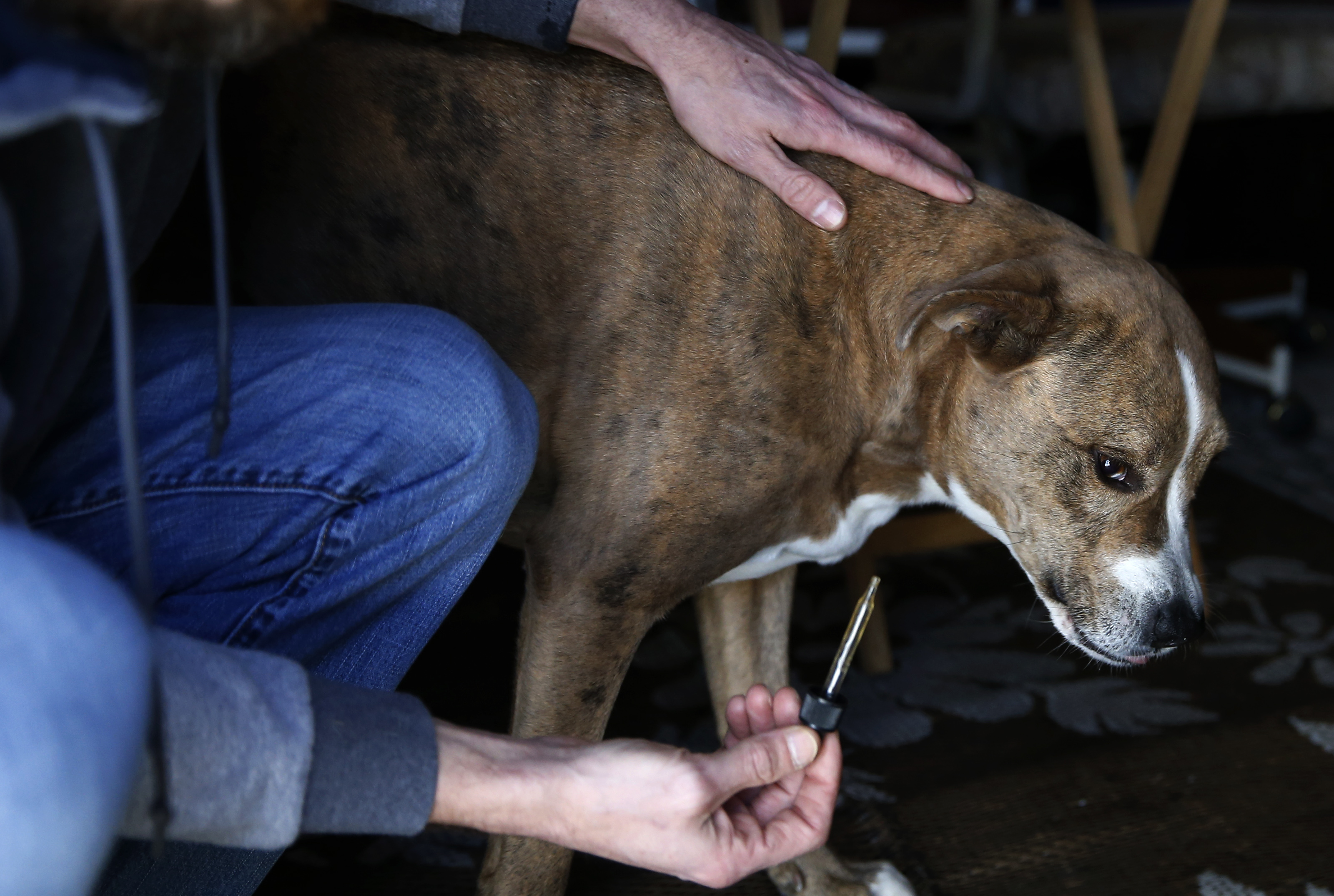 Charlie Gallacher gave Dixie, his Catahoula, a daily cannabis tincture to treat her hip pain.