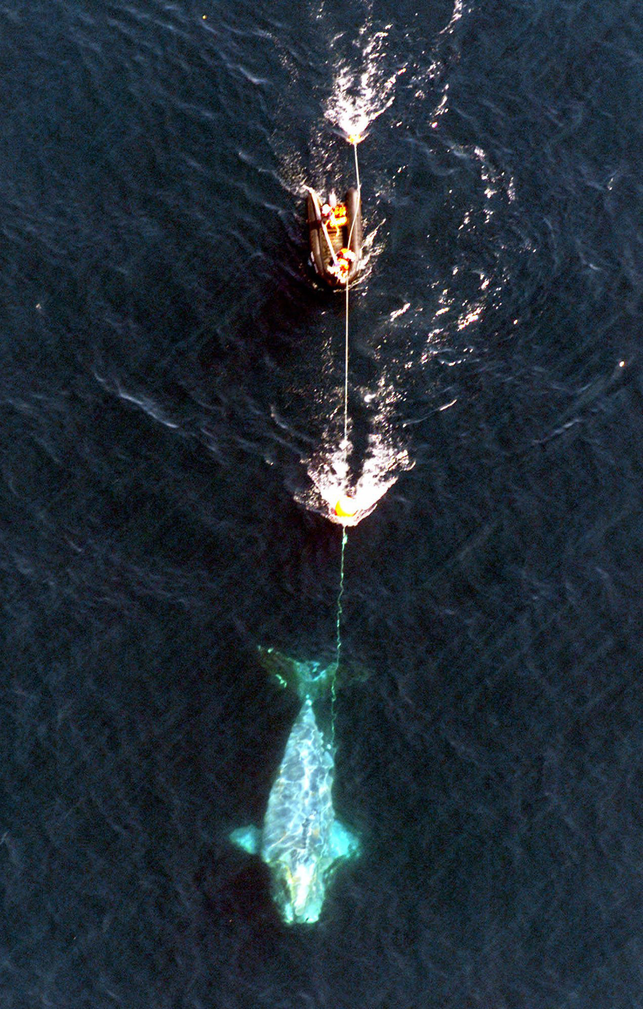 In 2001, the effort to disentangle Churchill the right whale drew national attention. Despite multiple tries, like this one off Cape Cod near the end of the whale’s life, Churchill could not be freed.