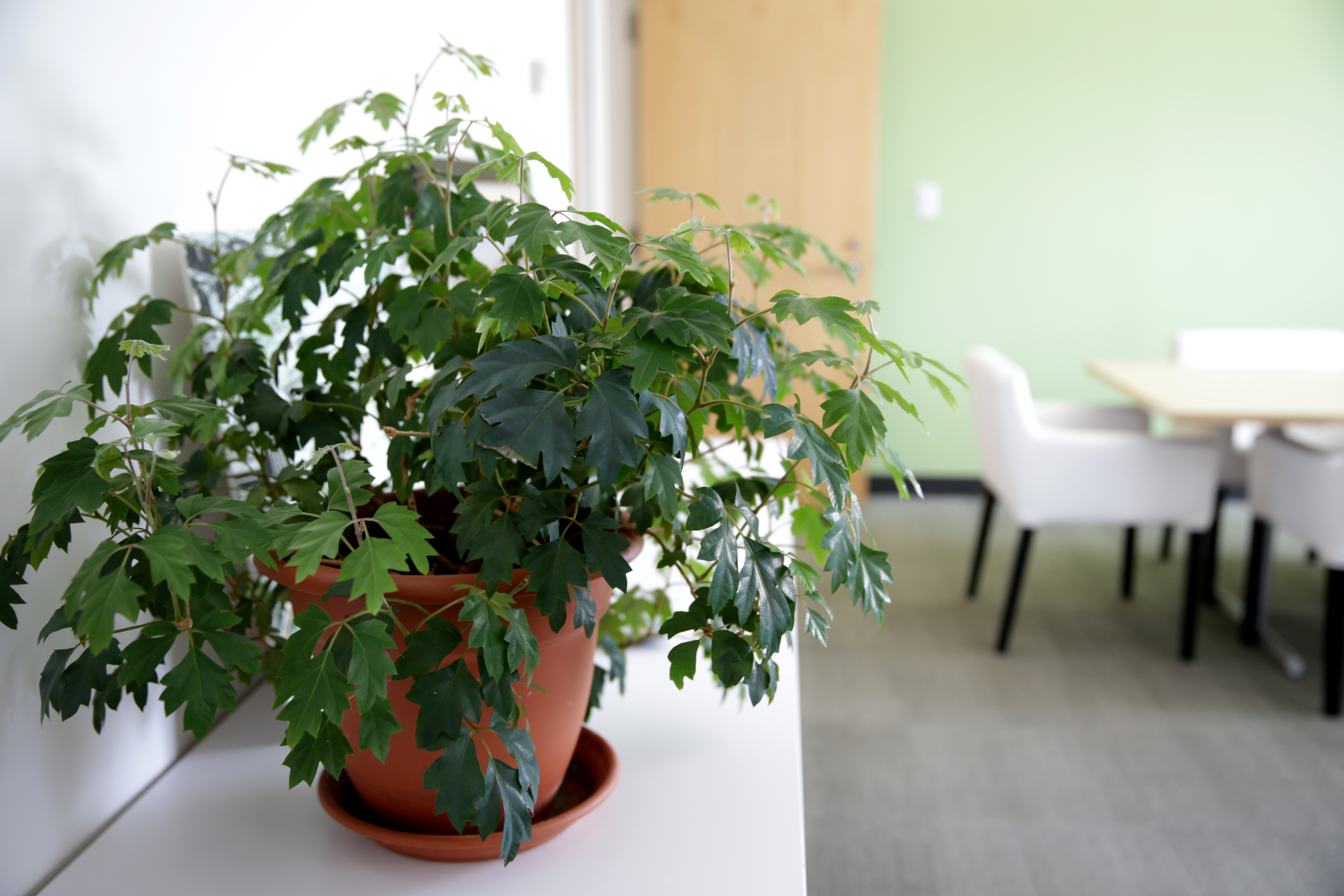 In D’Amato’s office are leafy plants that are clippings of one her mother gave her 32 years ago for her first Mother’s Day.